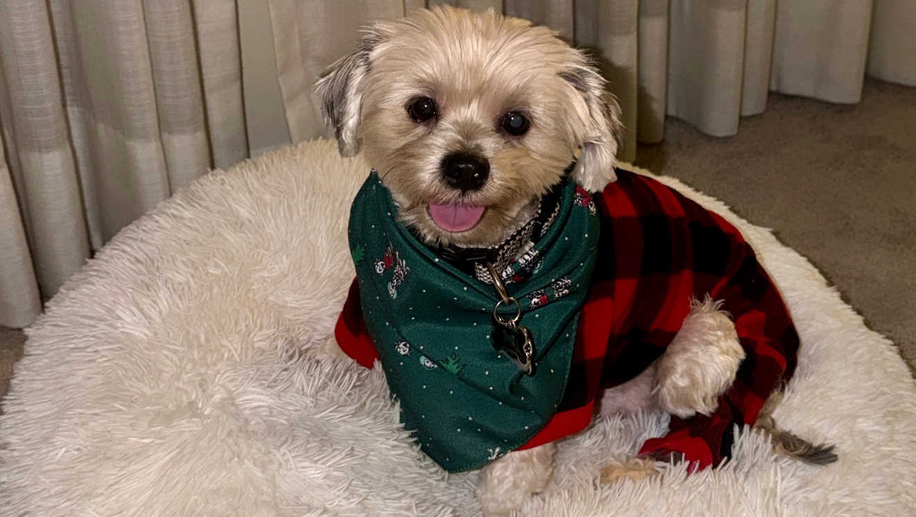 Help Onyx See Again pinned link photo