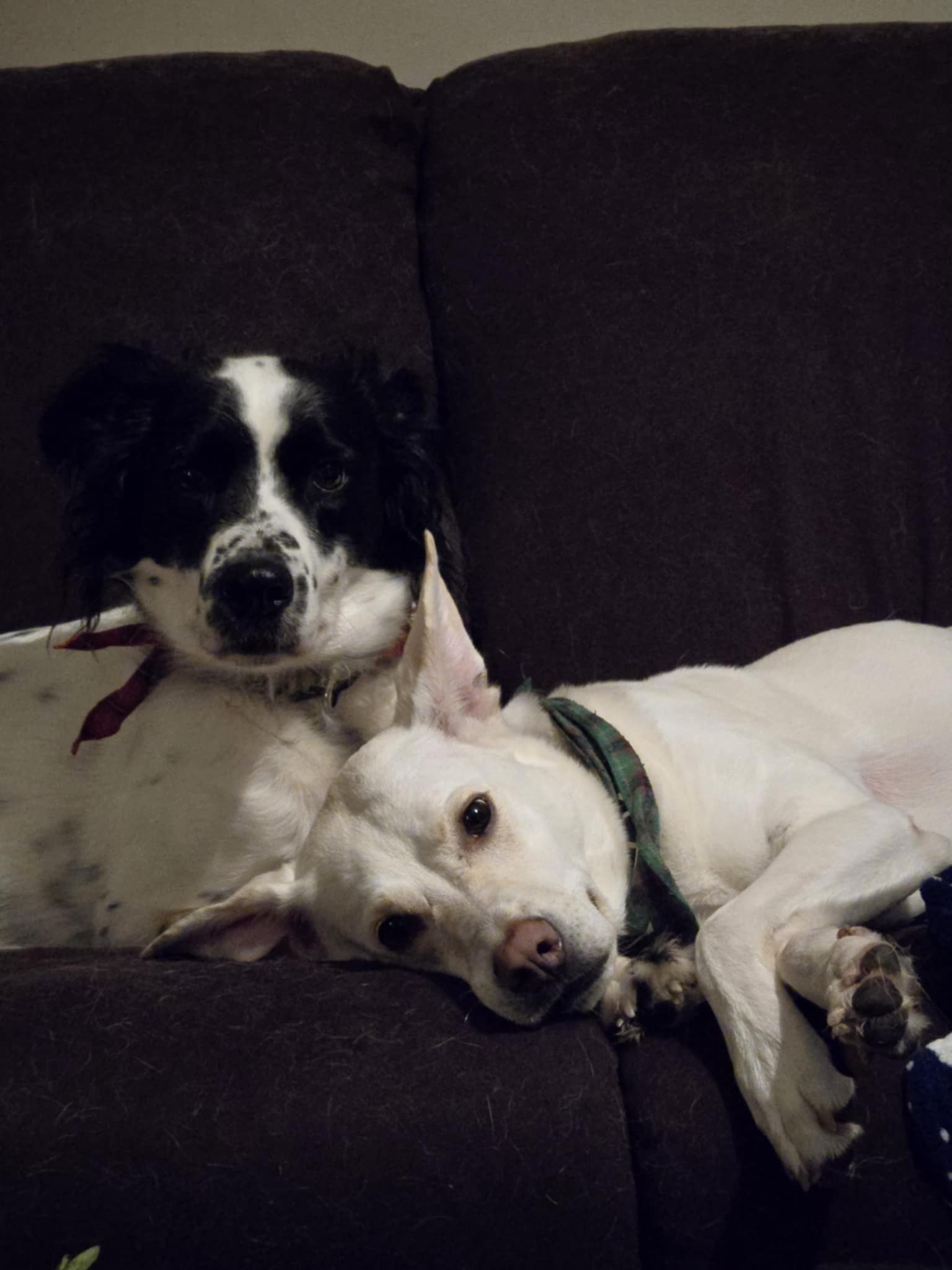Help Bonnie Recover & Keep Our Family Together campaign photo, 6 of 7