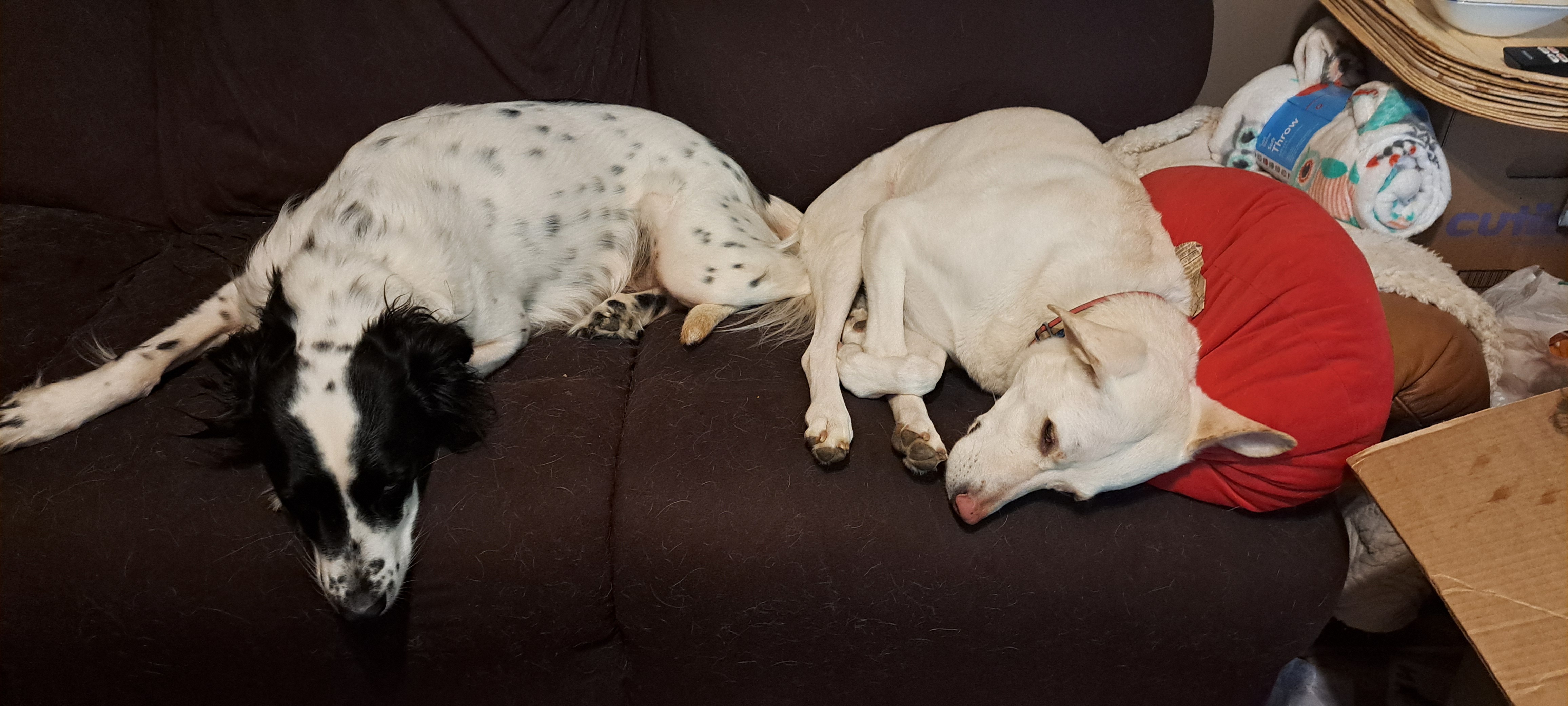 Help Bonnie Recover & Keep Our Family Together campaign photo, 4 of 7