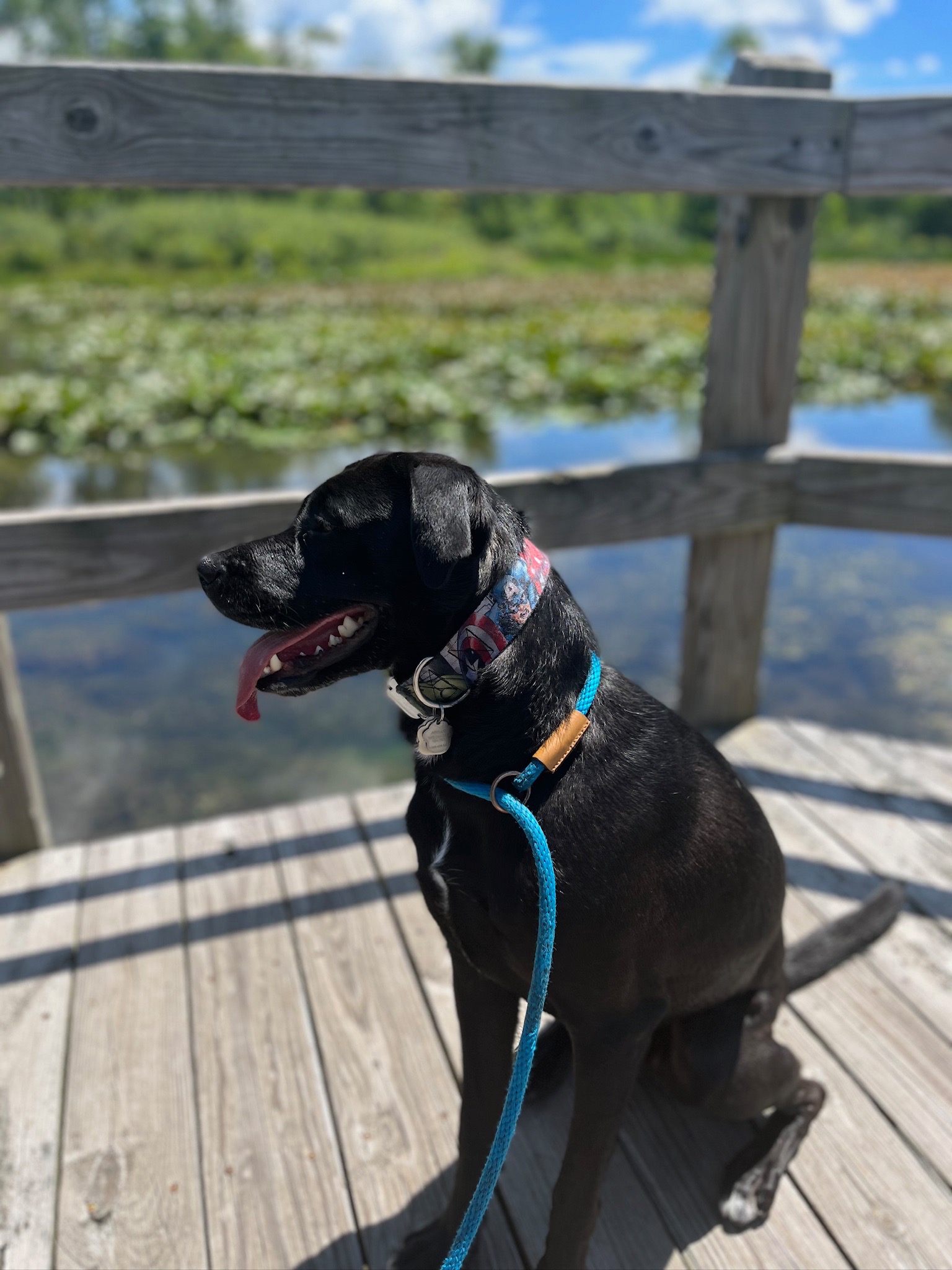 Helping my best boy through bone cancer campaign photo, 4 of 8