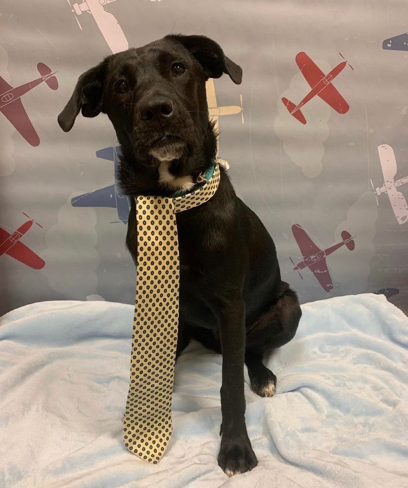 Helping my best boy through bone cancer campaign photo, 5 of 8