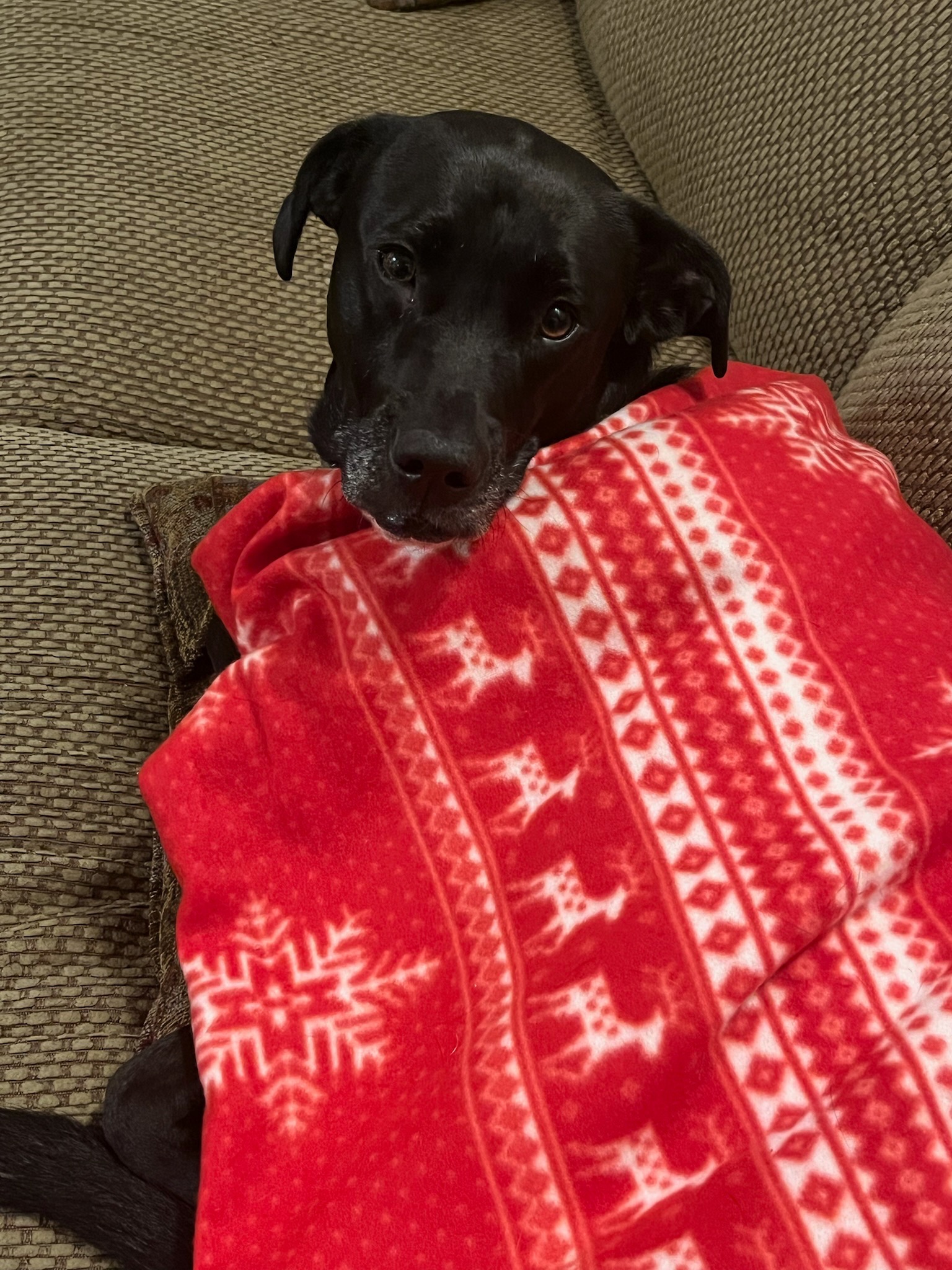 Helping my best boy through bone cancer campaign photo, 6 of 8