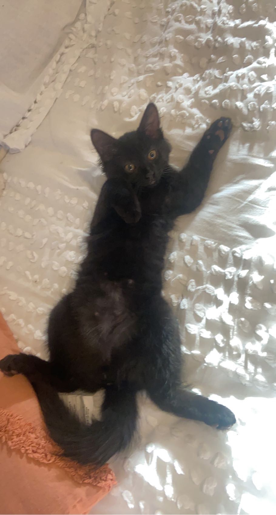 Help My 3yo Cat Survive Urinary Blockage campaign photo, 7 of 8