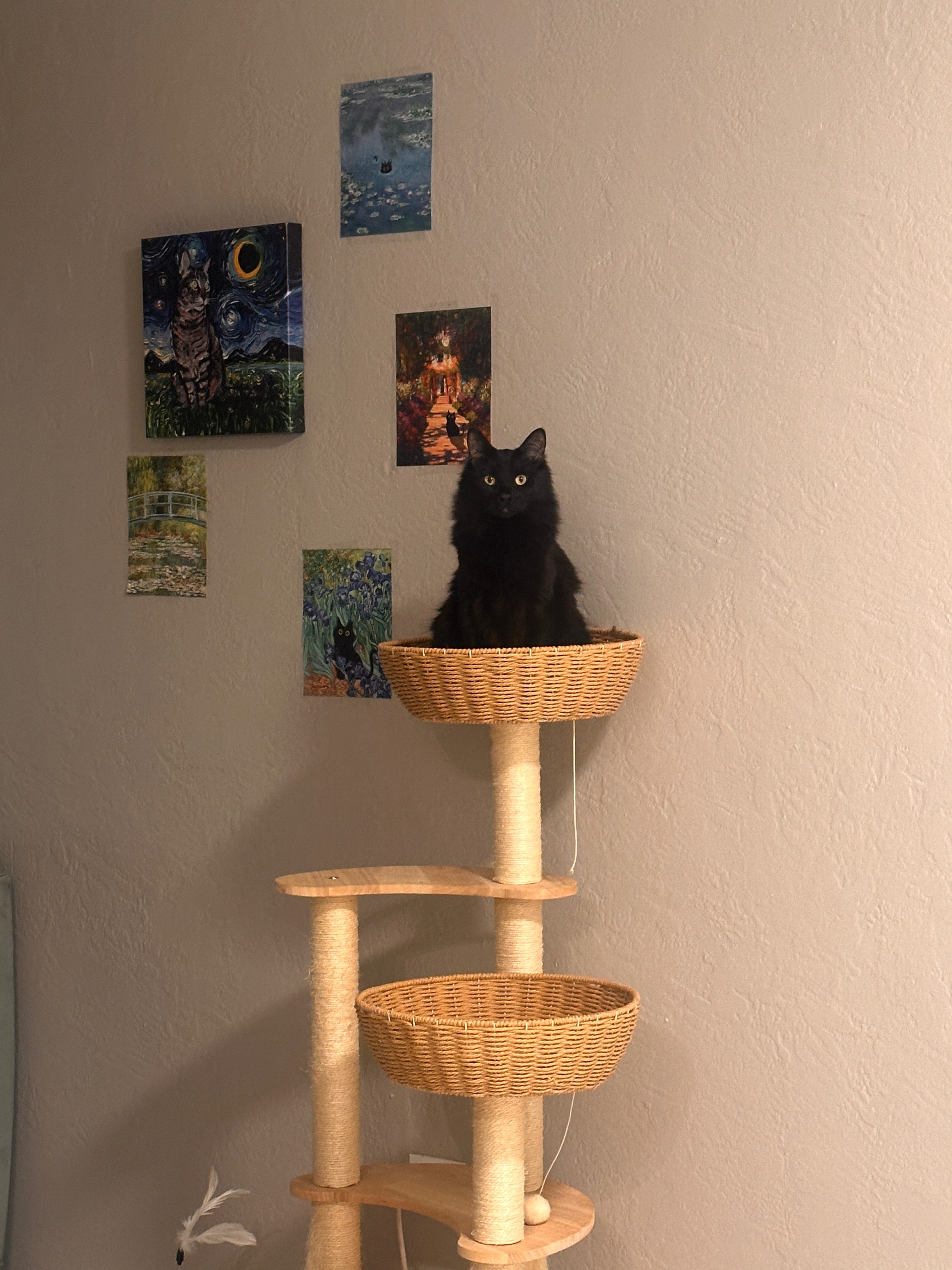 Help My 3yo Cat Survive Urinary Blockage campaign photo, 2 of 8