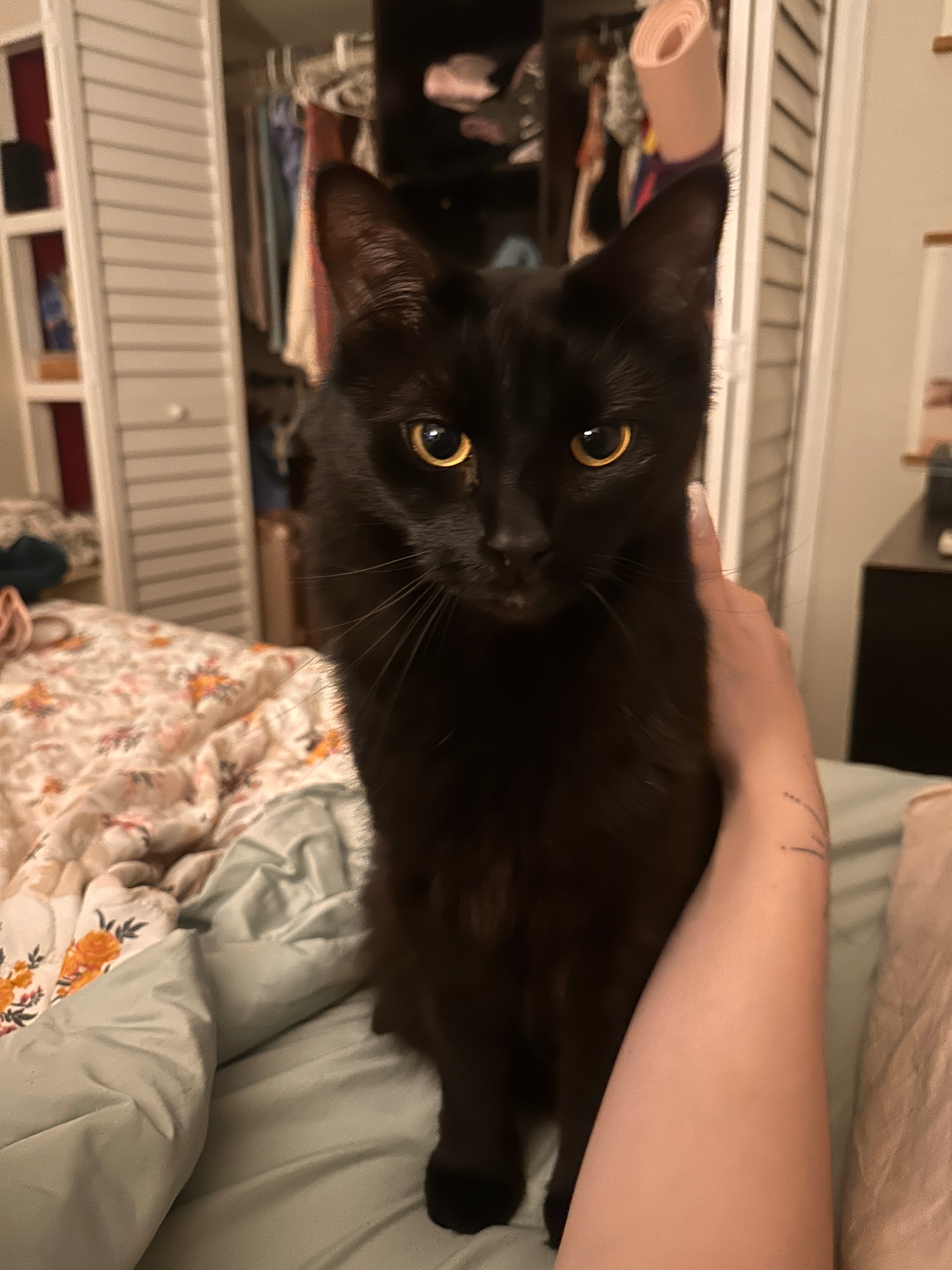 Help My 3yo Cat Survive Urinary Blockage campaign photo, 4 of 8