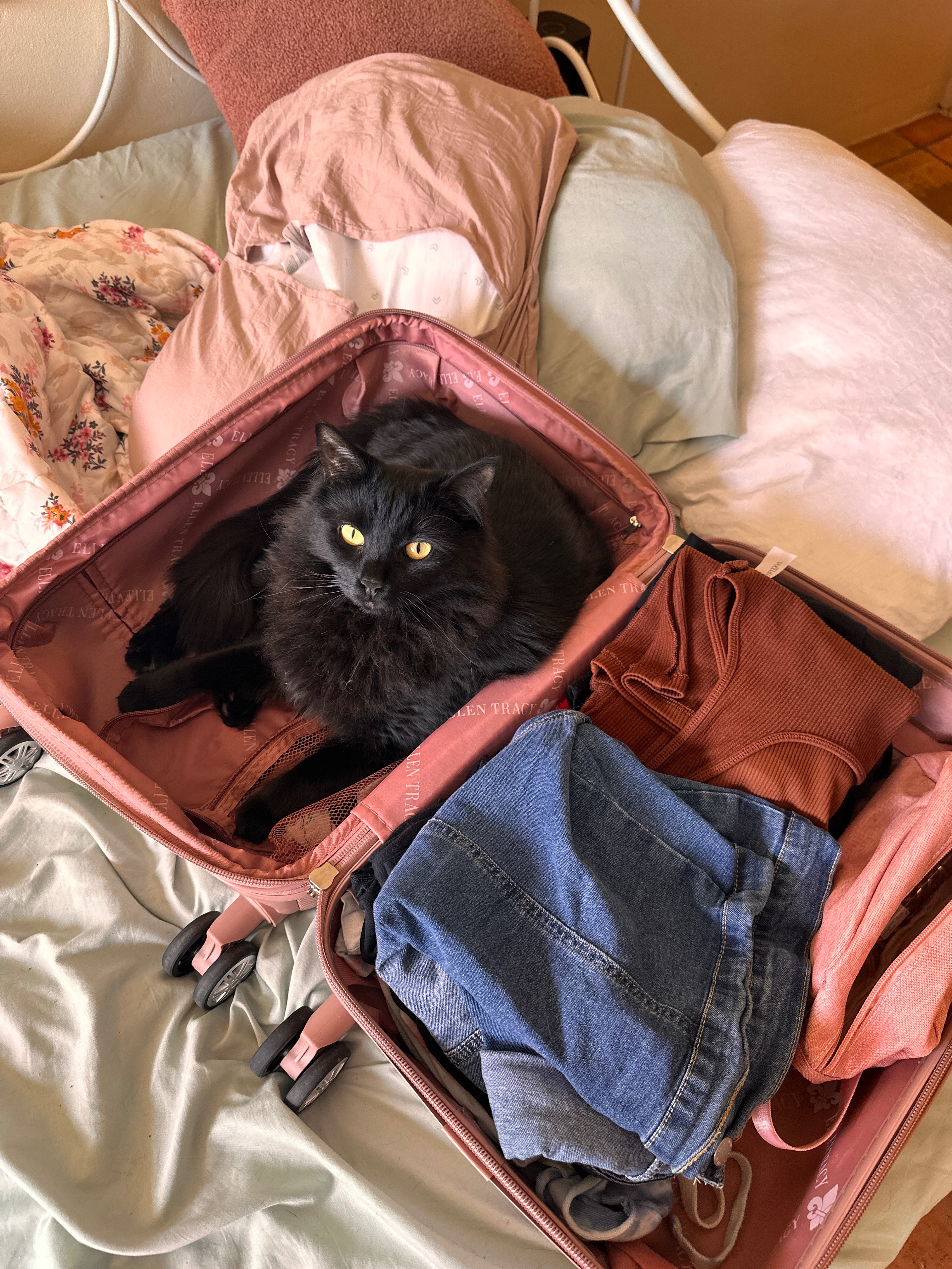 Help My 3yo Cat Survive Urinary Blockage campaign photo, 5 of 8