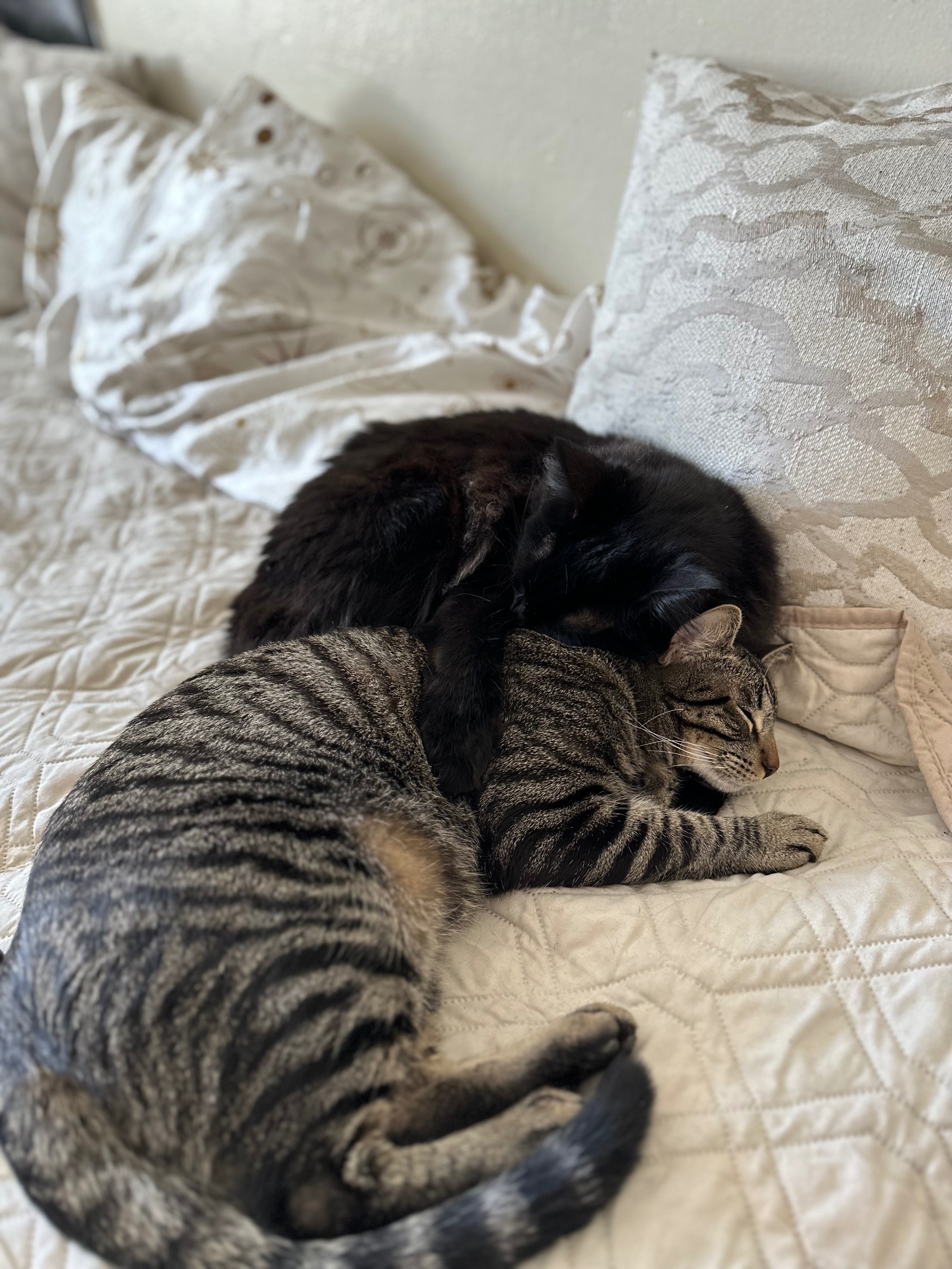 Help My 3yo Cat Survive Urinary Blockage campaign photo, 6 of 8