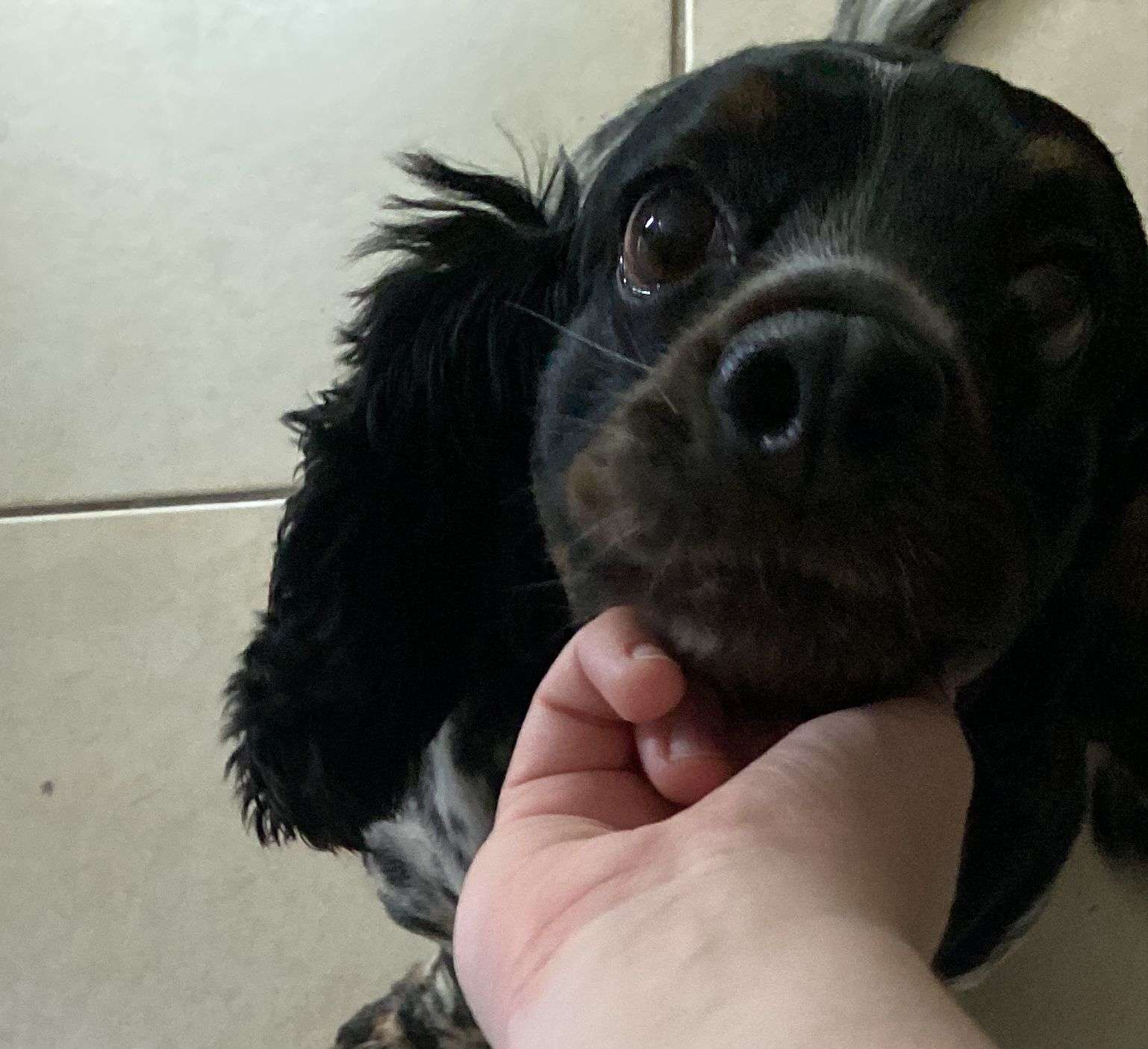Care for Leia, Our Beloved Cocker Spaniel campaign photo, 7 of 8