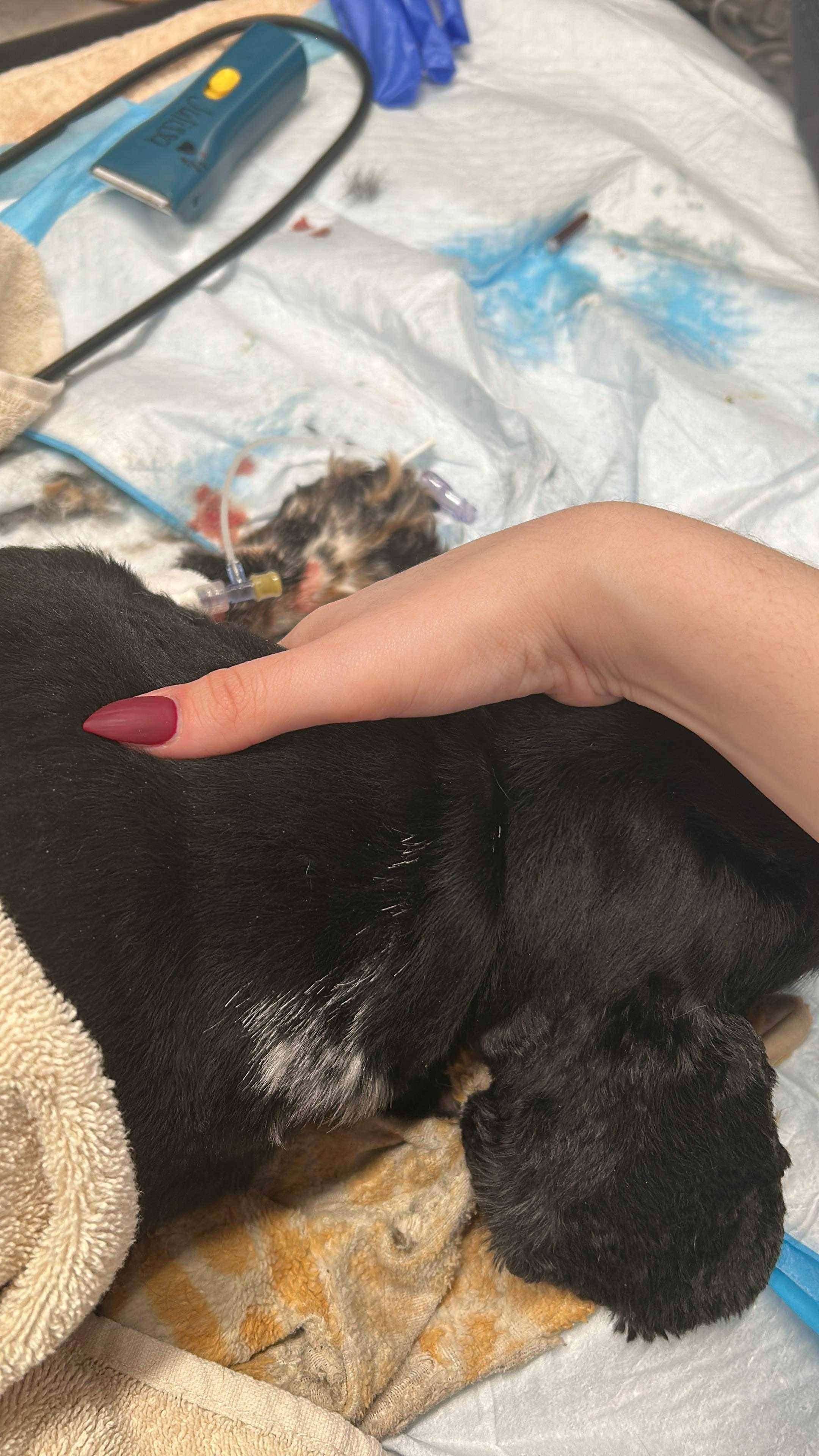 Care for Leia, Our Beloved Cocker Spaniel campaign photo, 2 of 8