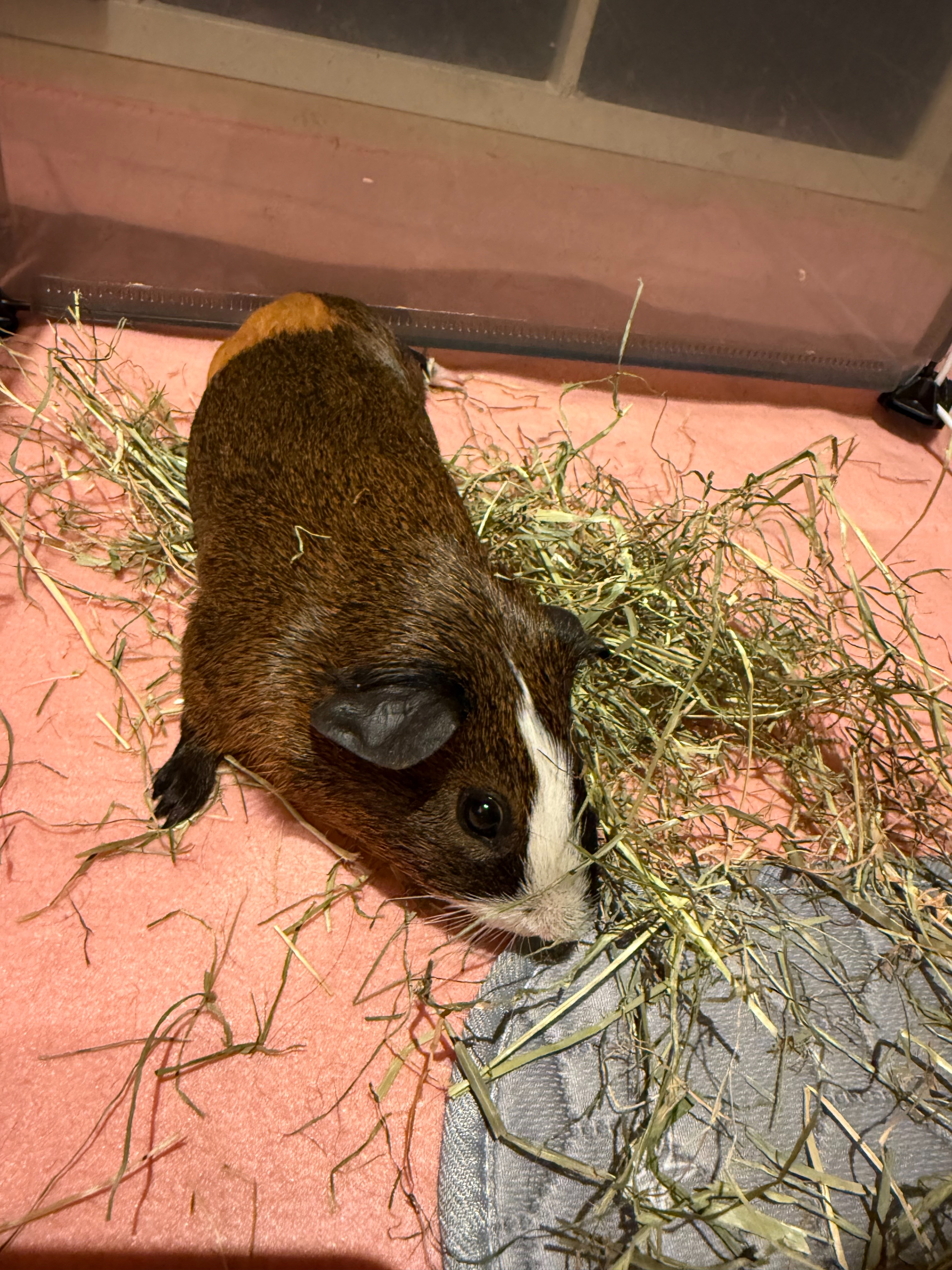 Meerschweinchen aus Tierrettung brauchen Unterstützung campaign photo, 2 of 4