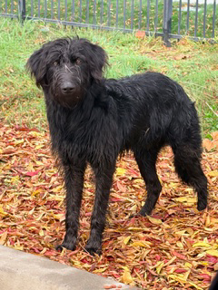 Give This Stray Dog a Chance at Love campaign photo, 6 of 7