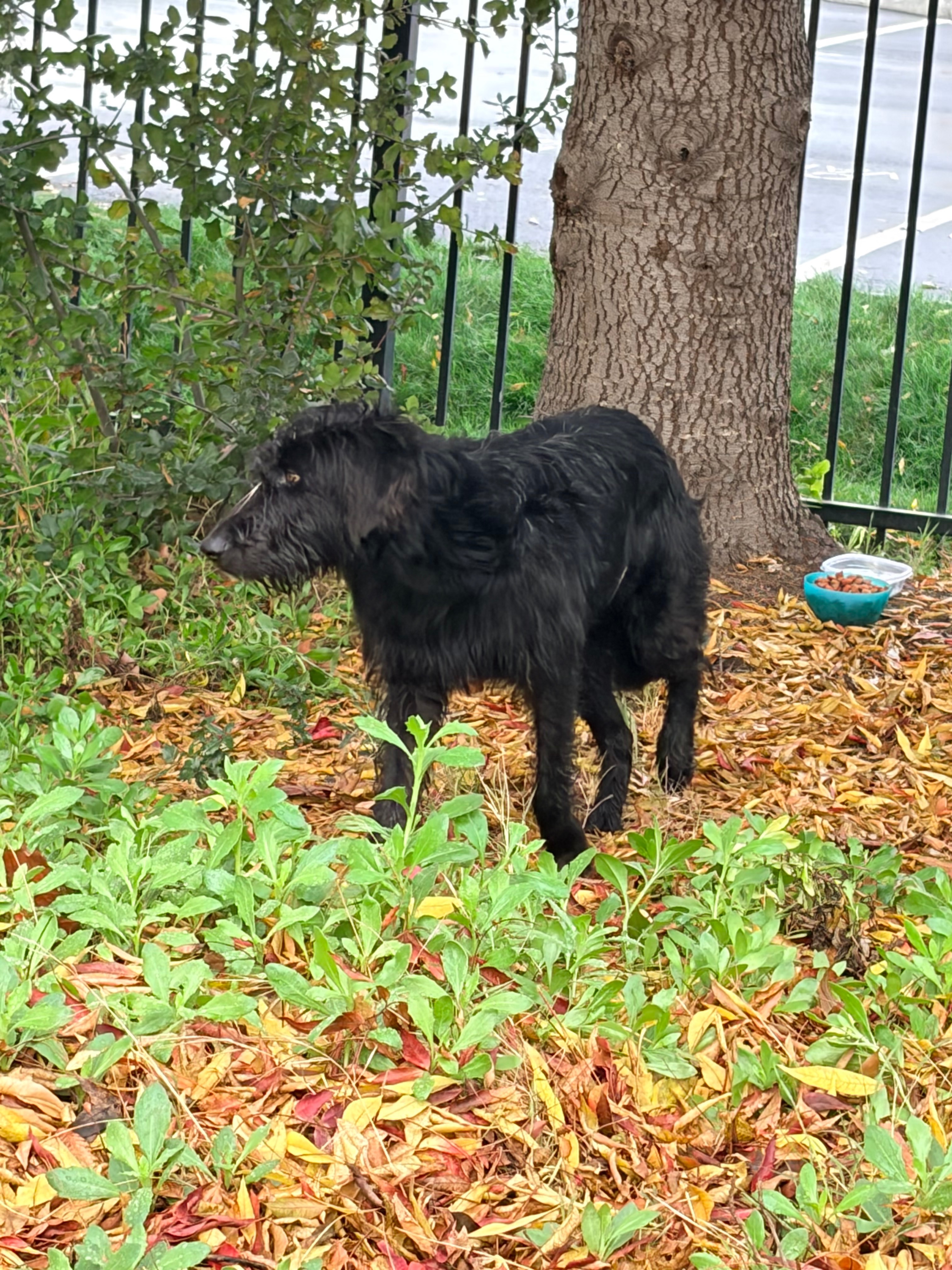 Give This Stray Dog a Chance at Love campaign photo, 4 of 7