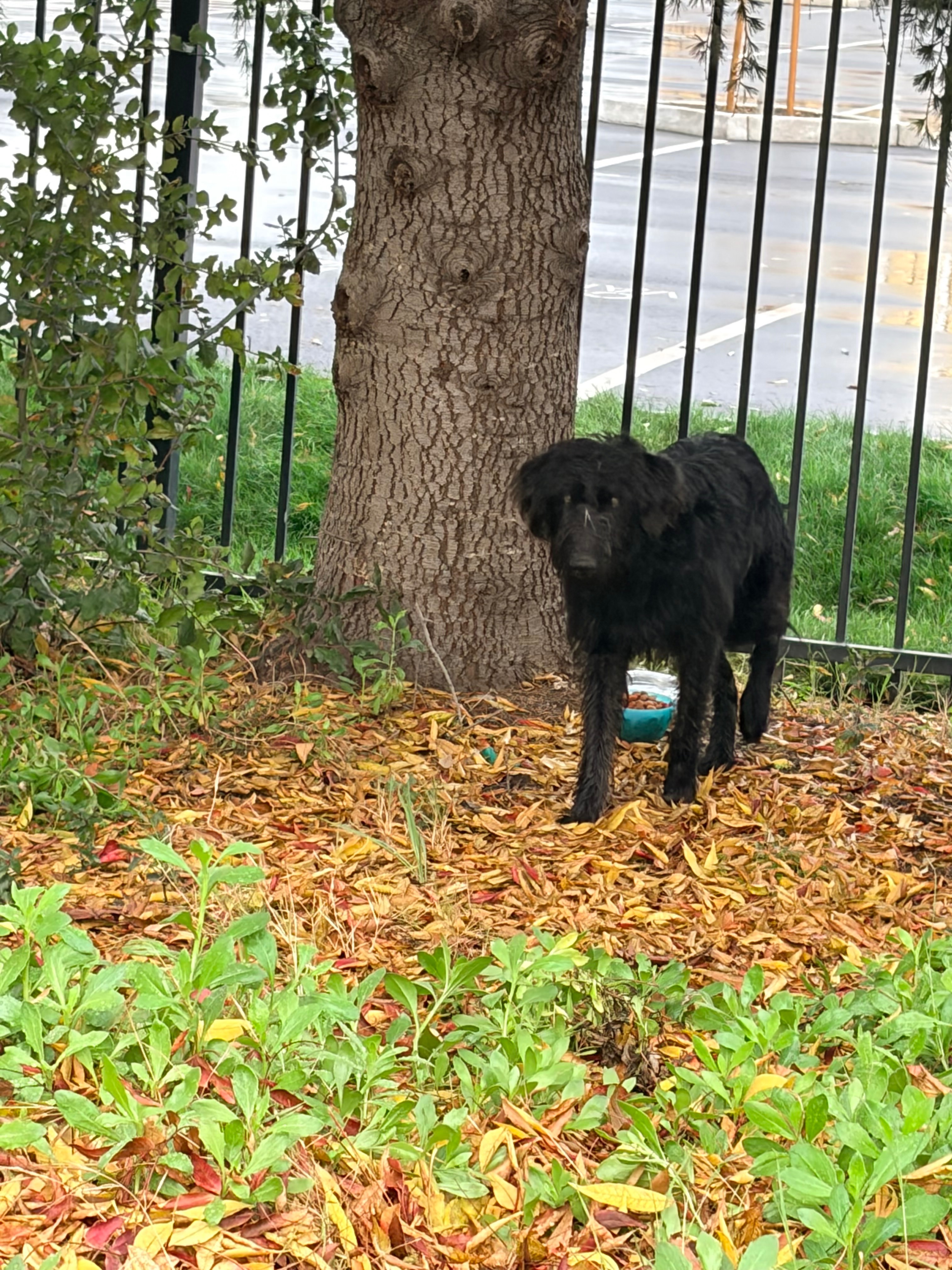 Give This Stray Dog a Chance at Love campaign photo, 5 of 7