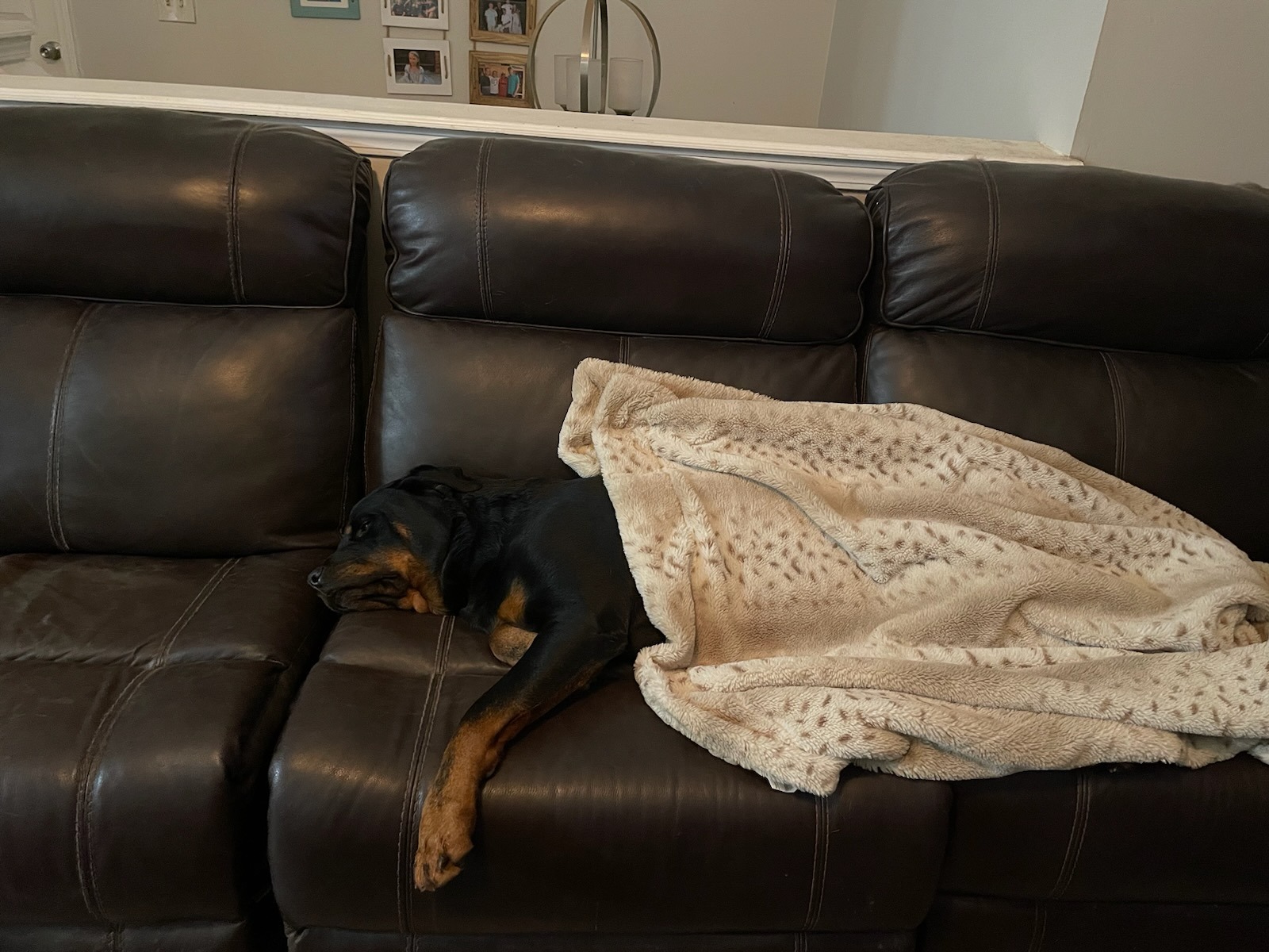Life-Saving Surgery for Our Beloved Rottweiler campaign photo, 5 of 6