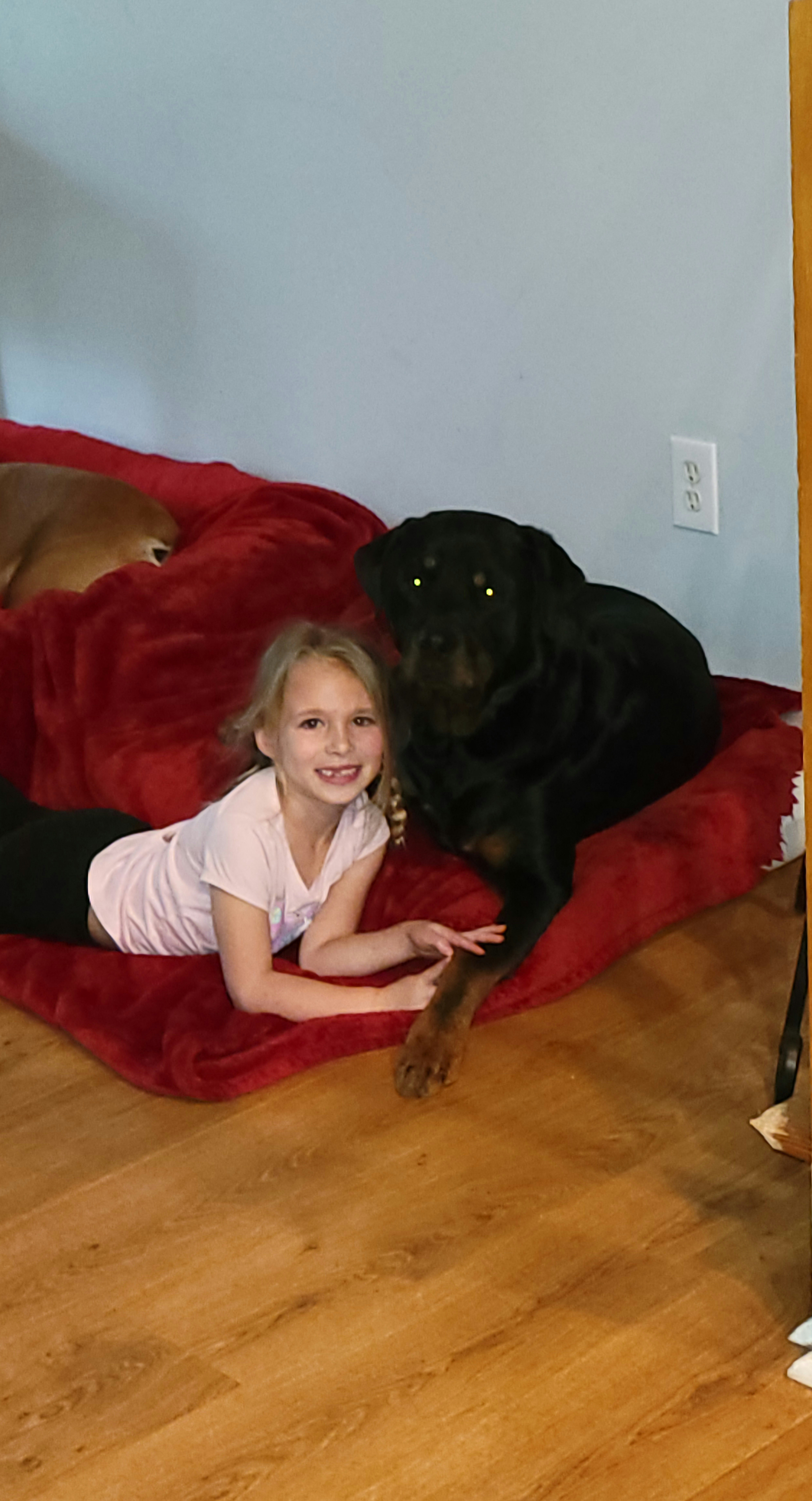 Life-Saving Surgery for Our Beloved Rottweiler campaign photo, 2 of 6