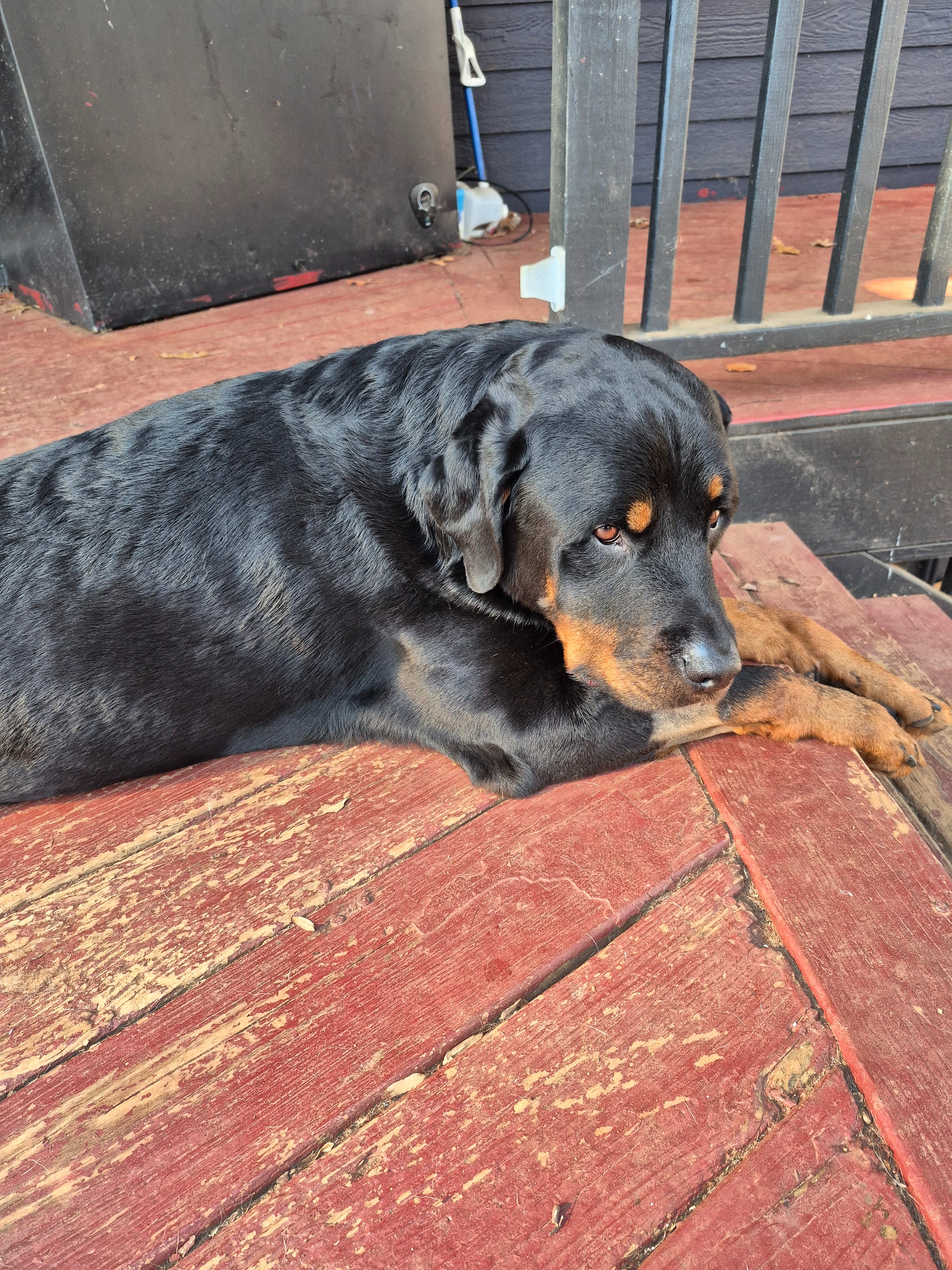 Life-Saving Surgery for Our Beloved Rottweiler campaign photo, 4 of 6