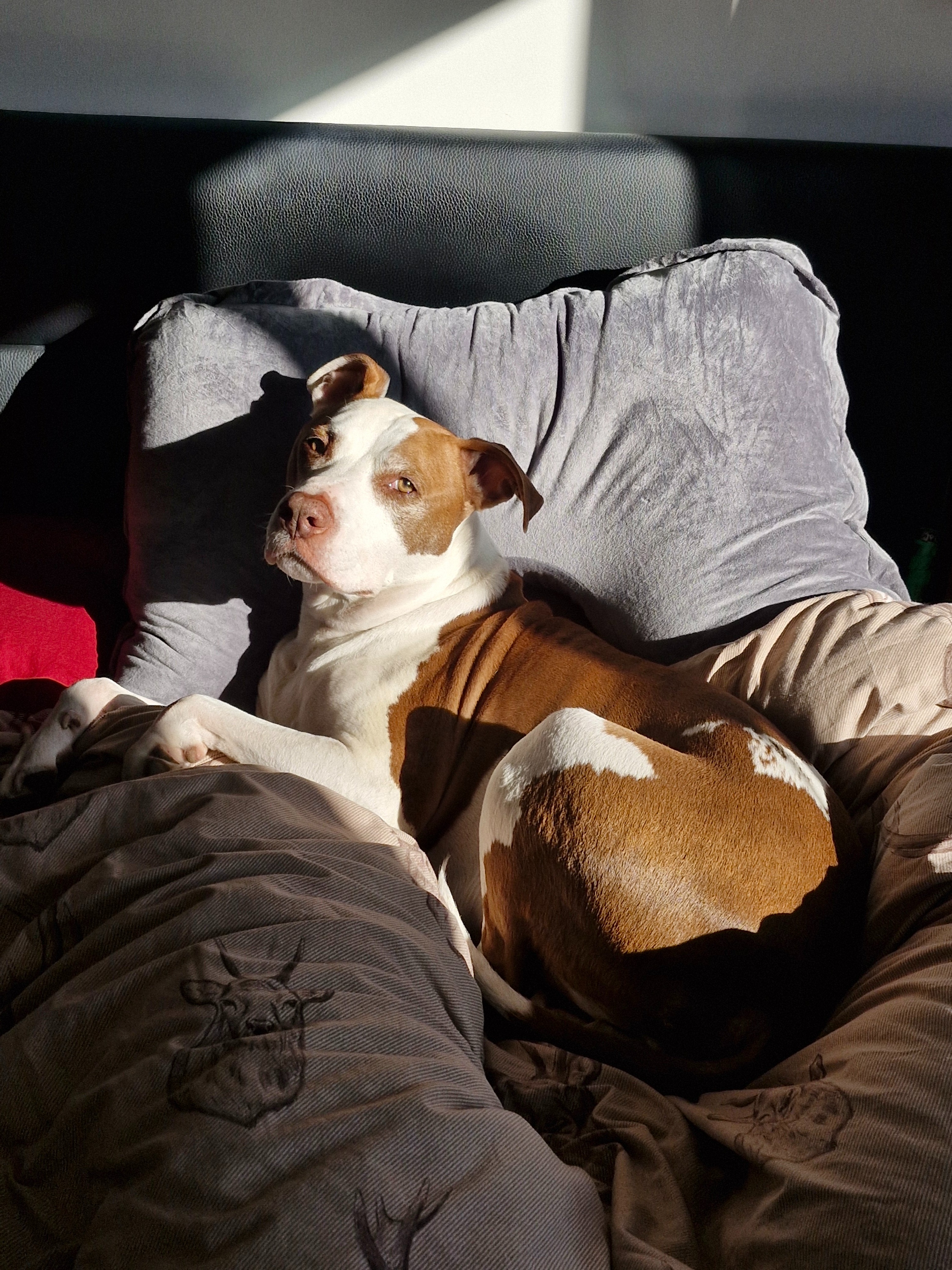 Please help to save our boy campaign photo, 2 of 8