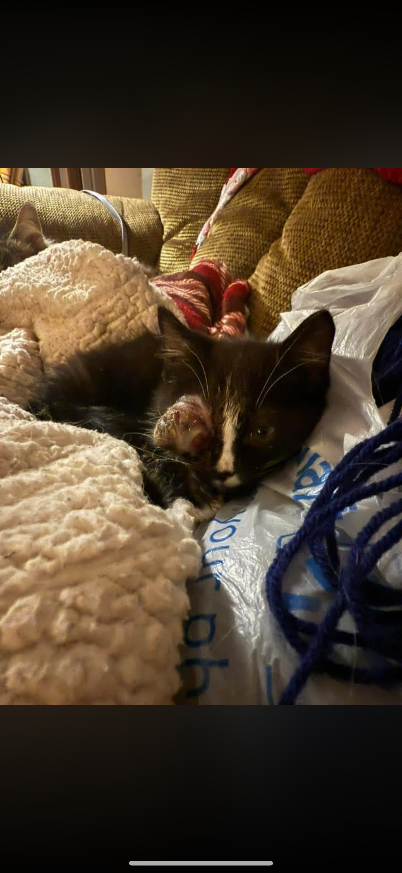 Urgent Surgery for Sweet Willow's Relief campaign photo, 2 of 4