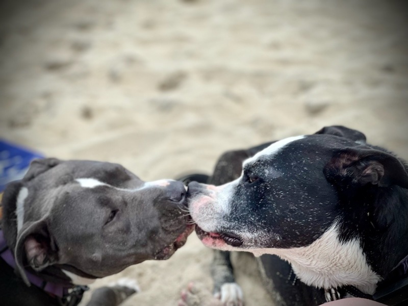 Support Sadie & Loki’s Freedom campaign photo, 7 of 8