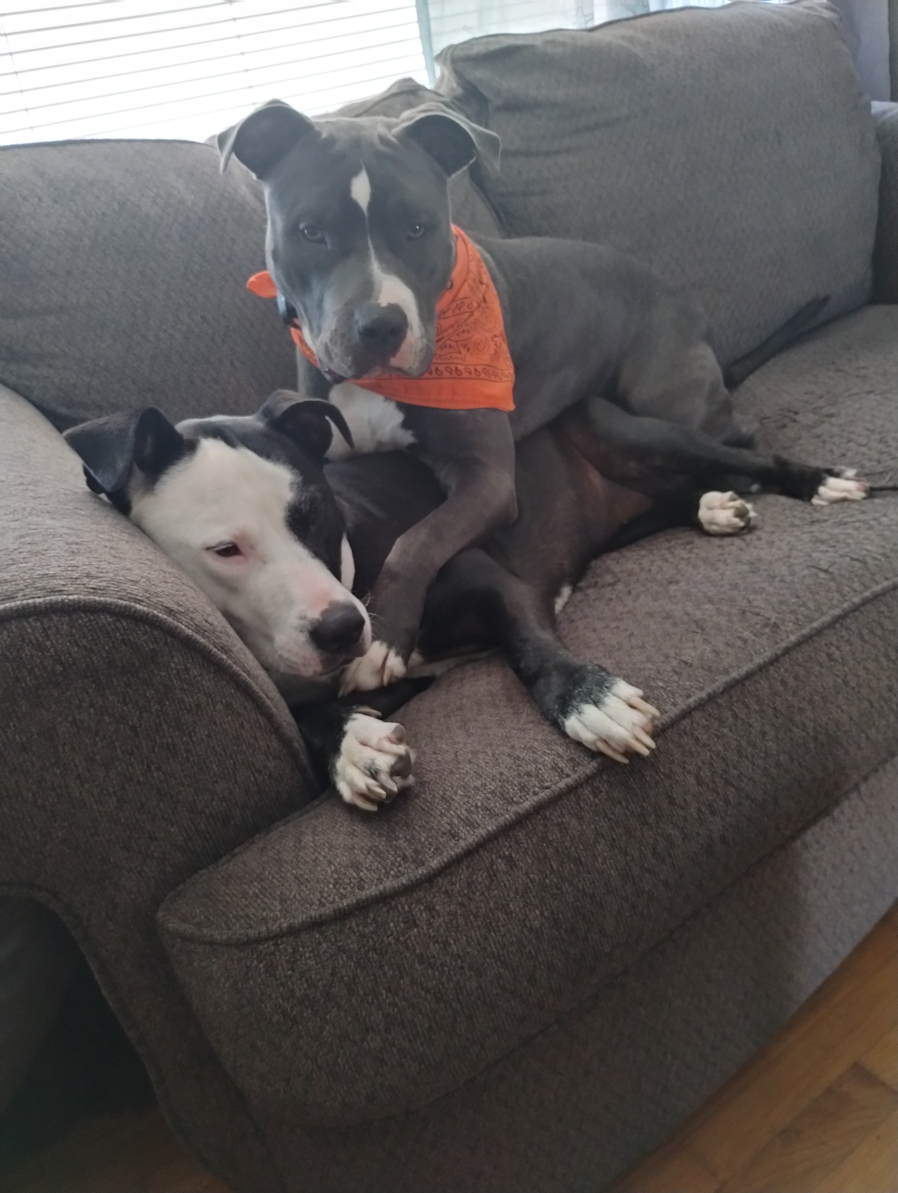 Support Sadie & Loki’s Freedom campaign photo, 4 of 8