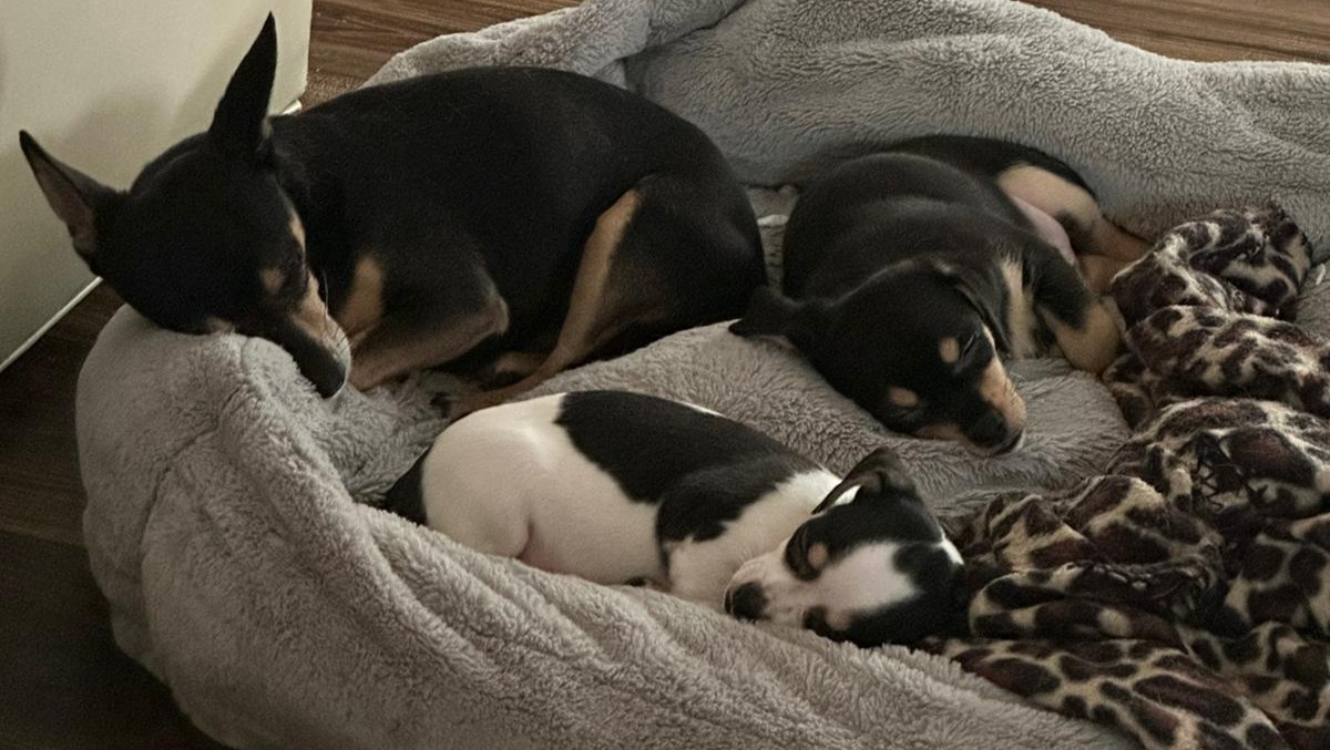 Ayuda para un hogar con mis perritas y familia photo
