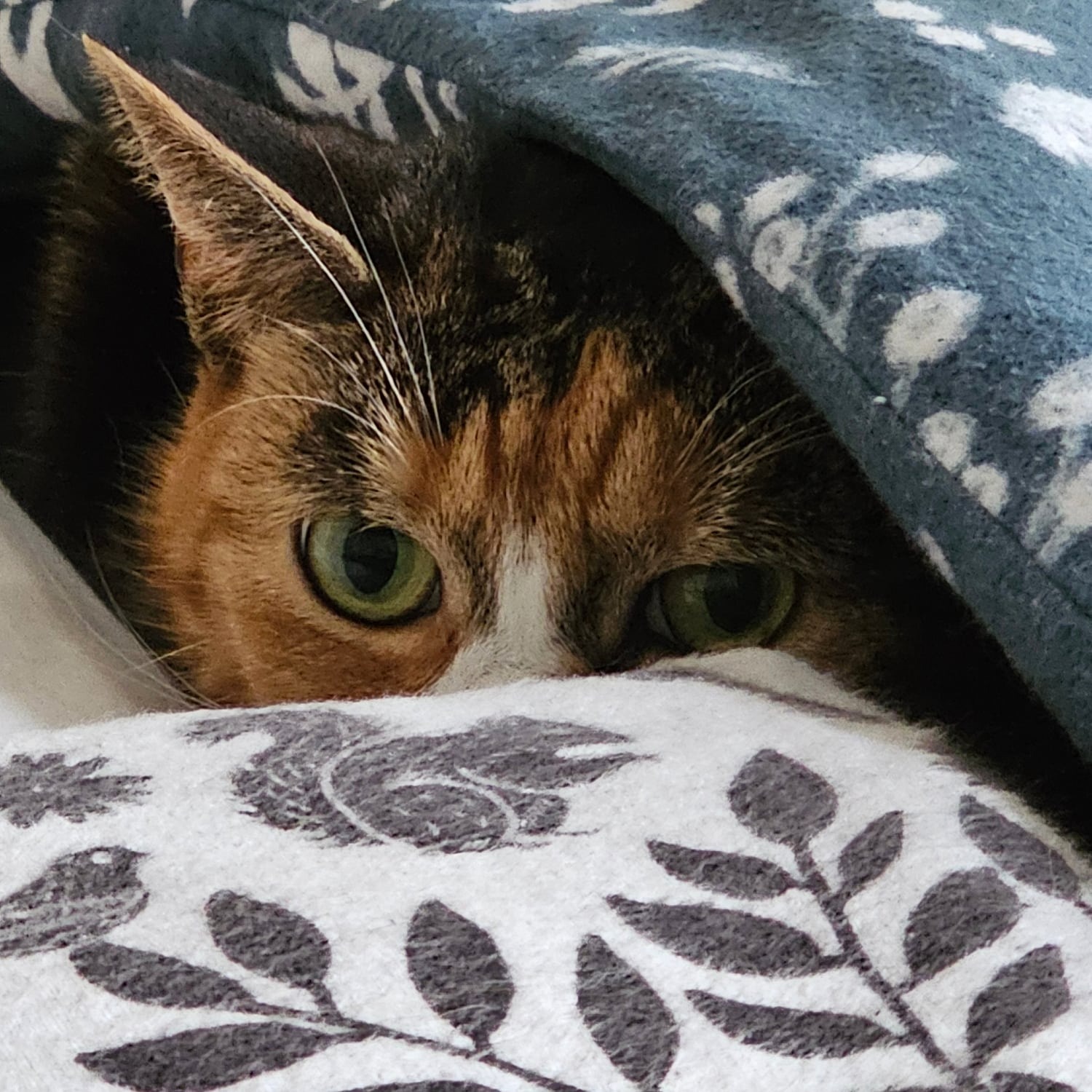 Ember is sick. :( campaign photo, 2 of 6