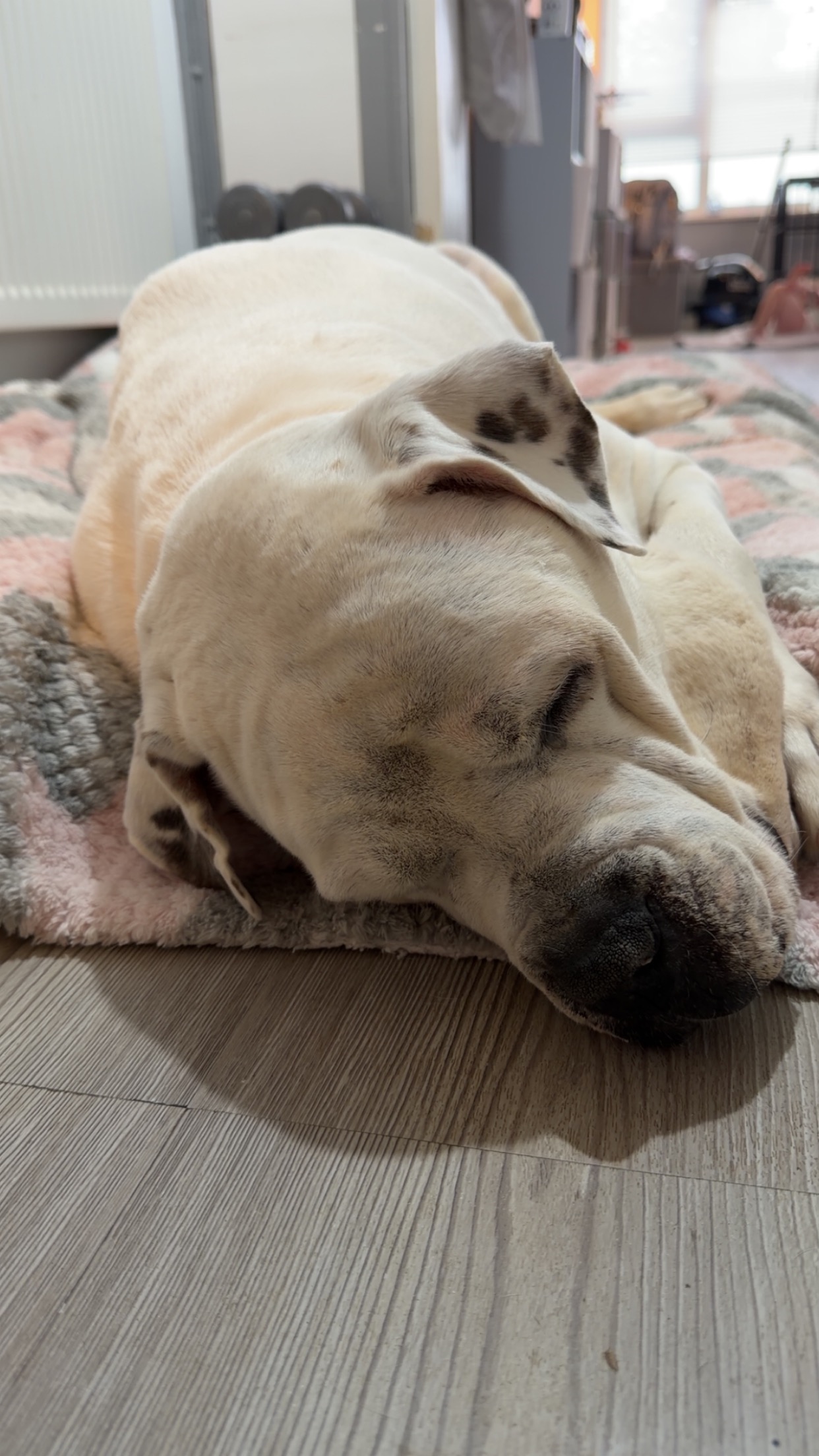 Emergency Medical Treatment bill for beautiful GiGi campaign photo, 5 of 6