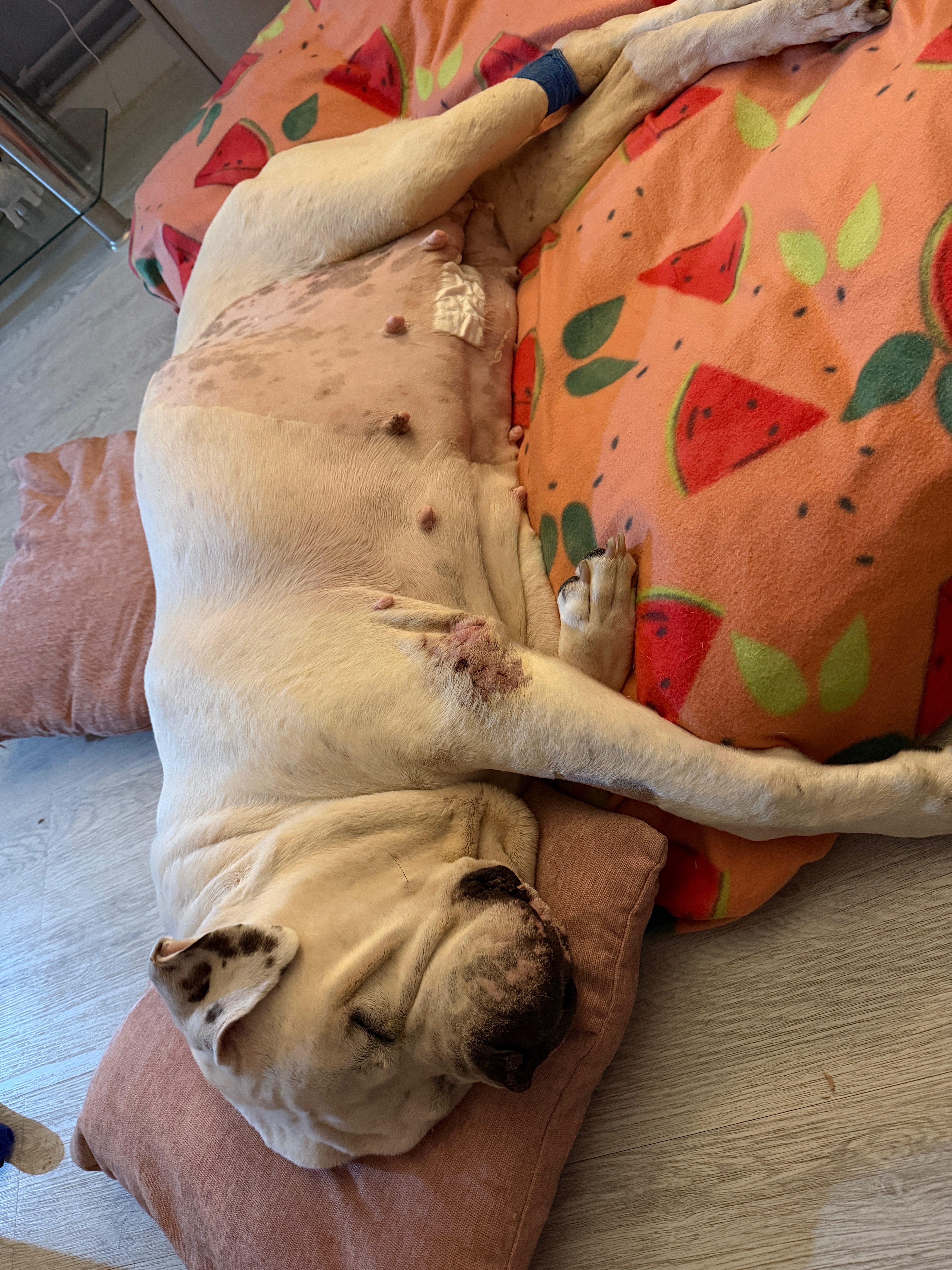 Emergency Medical Treatment bill for beautiful GiGi campaign photo, 4 of 6