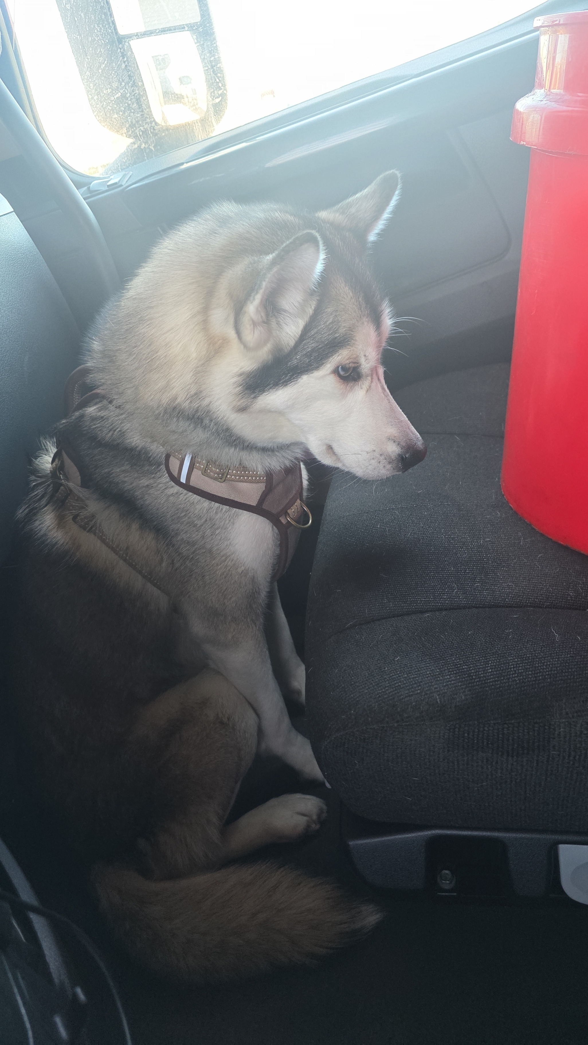 Mia Seberian husky campaign photo, 4 of 5