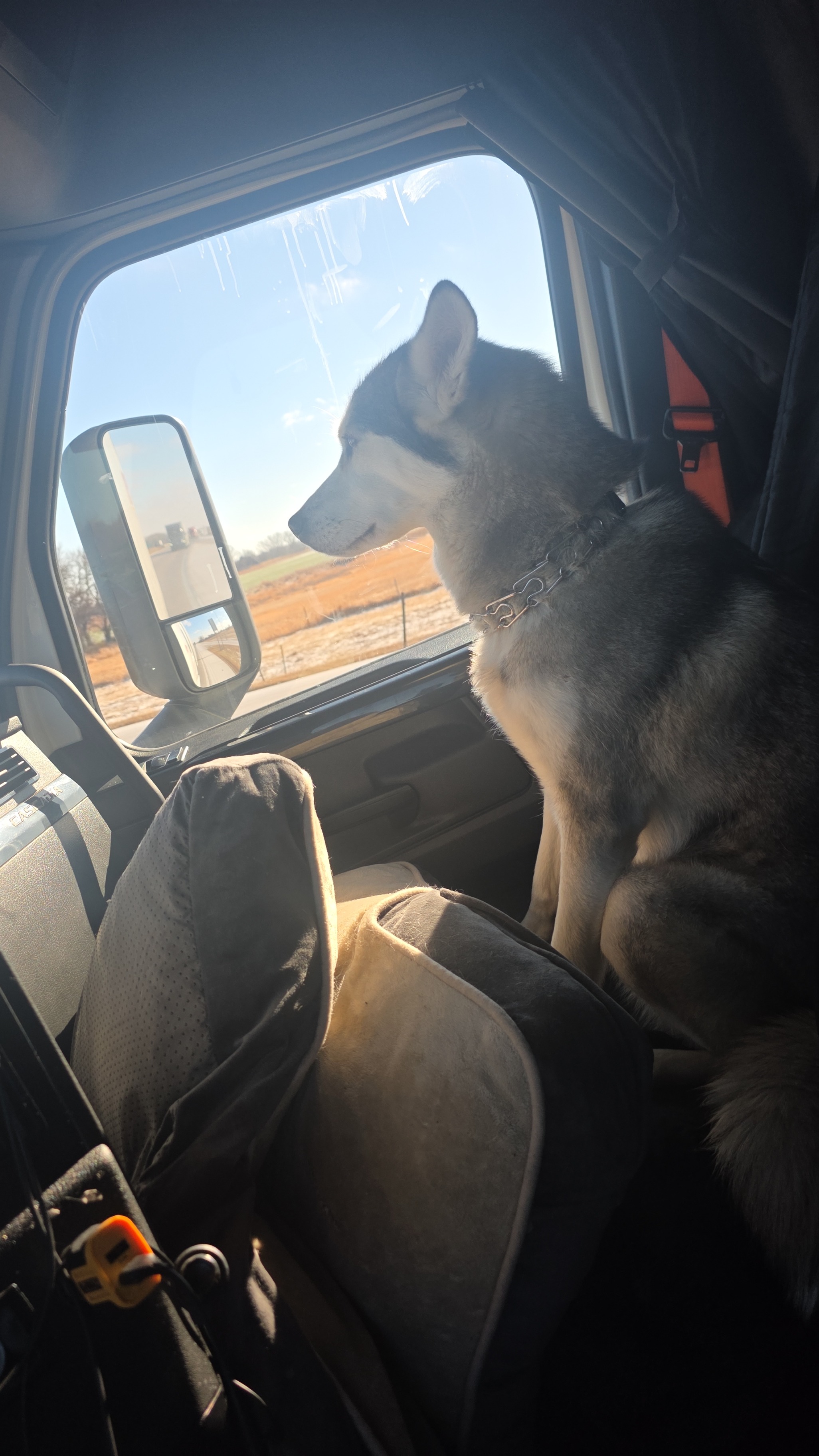 Mia Seberian husky campaign photo, 2 of 5