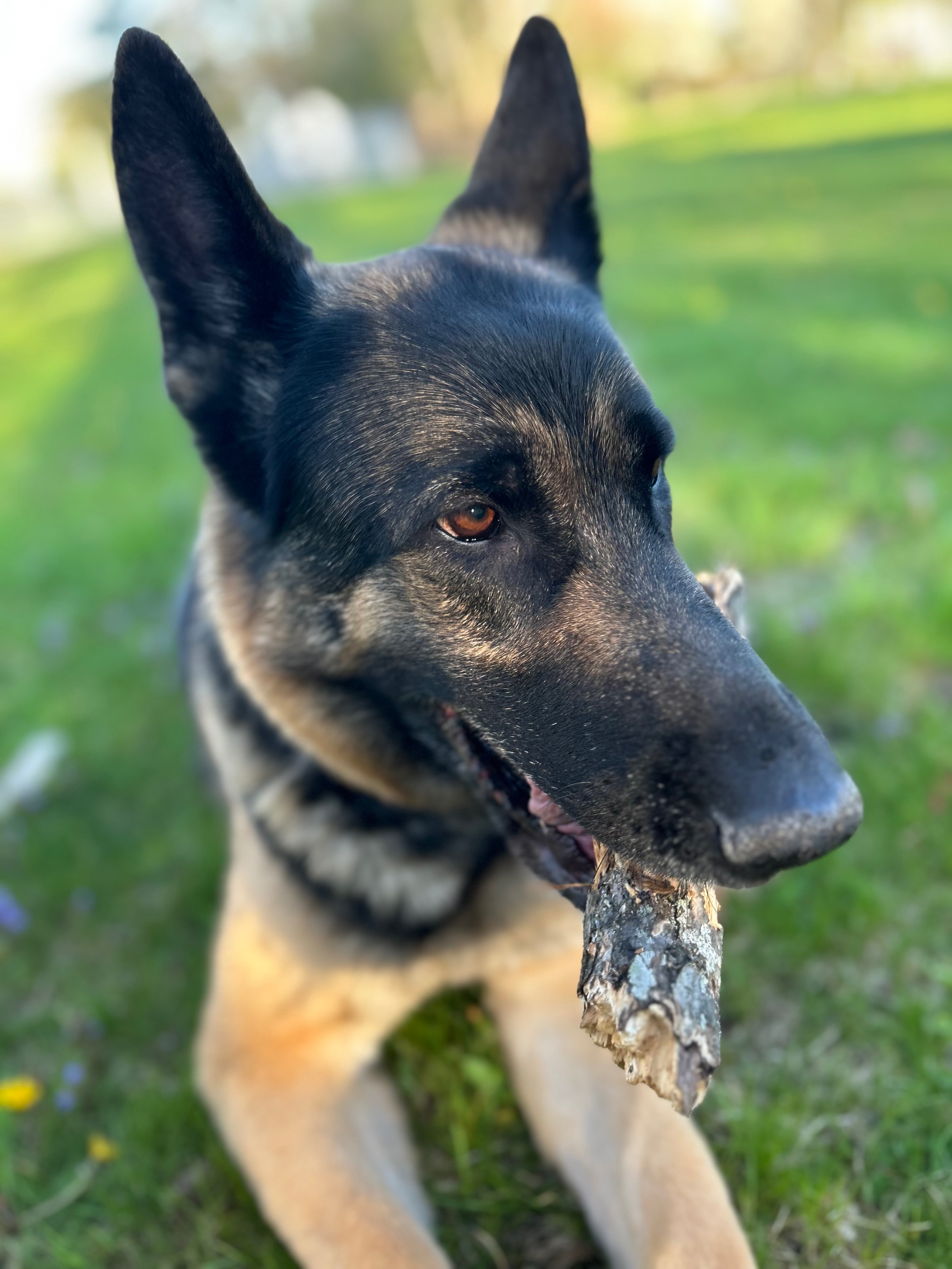 Help Rosie Get Lifesaving Vet Care campaign photo, 7 of 8