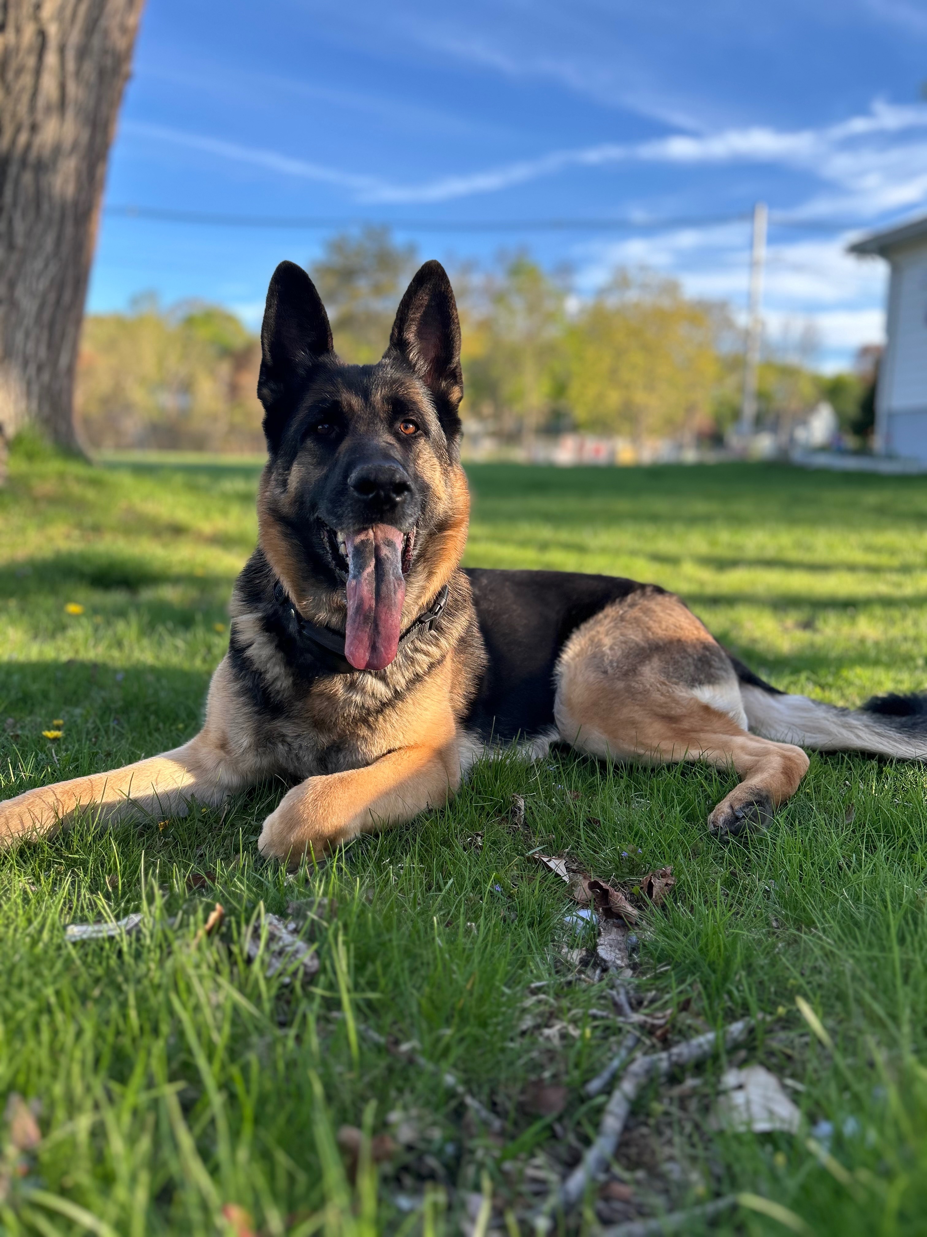 Help Rosie Get Lifesaving Vet Care campaign photo, 2 of 8