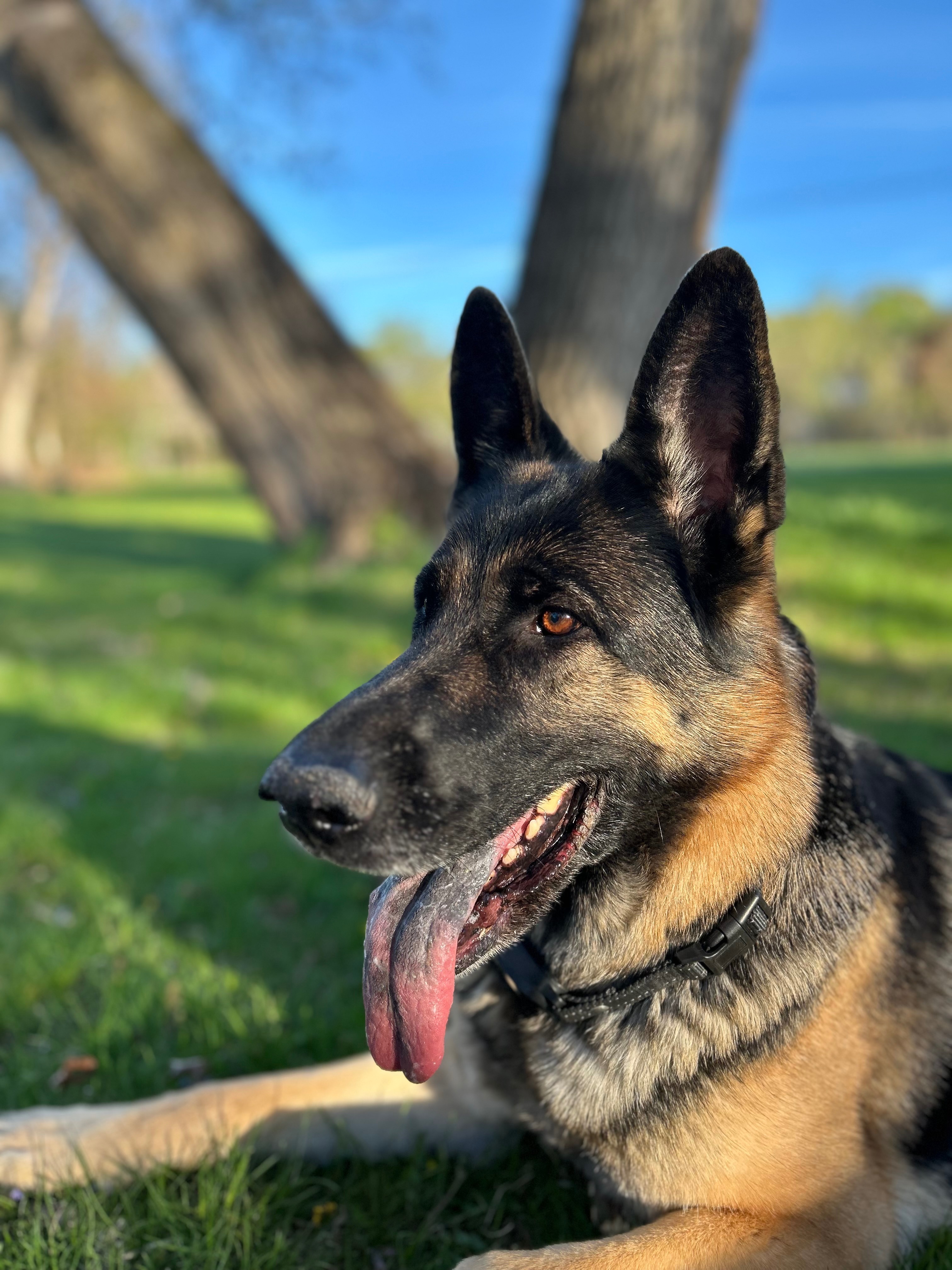 Help Rosie Get Lifesaving Vet Care campaign photo, 5 of 8