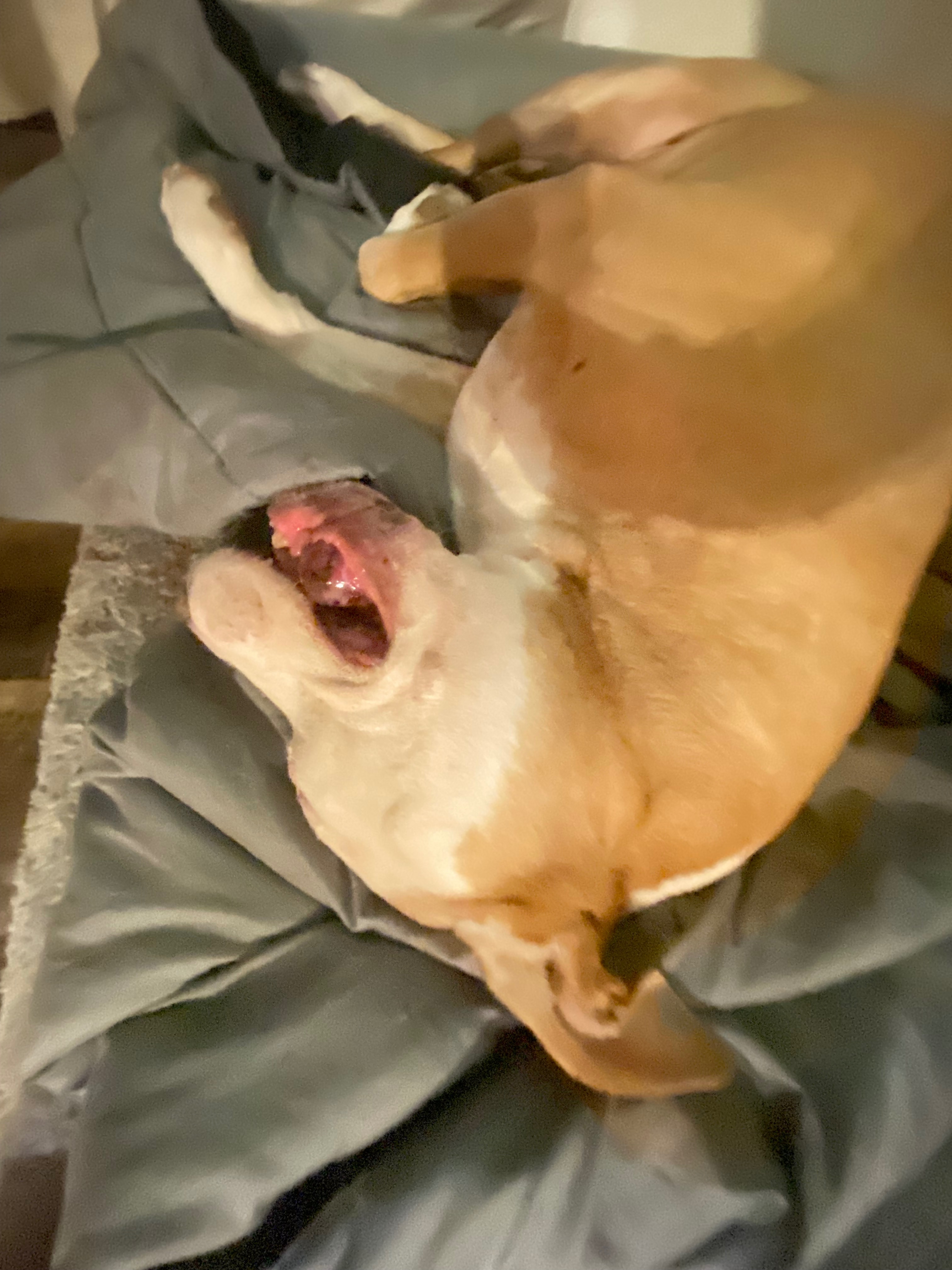 Help Tilly Get Urgent Surgery campaign photo, 7 of 8