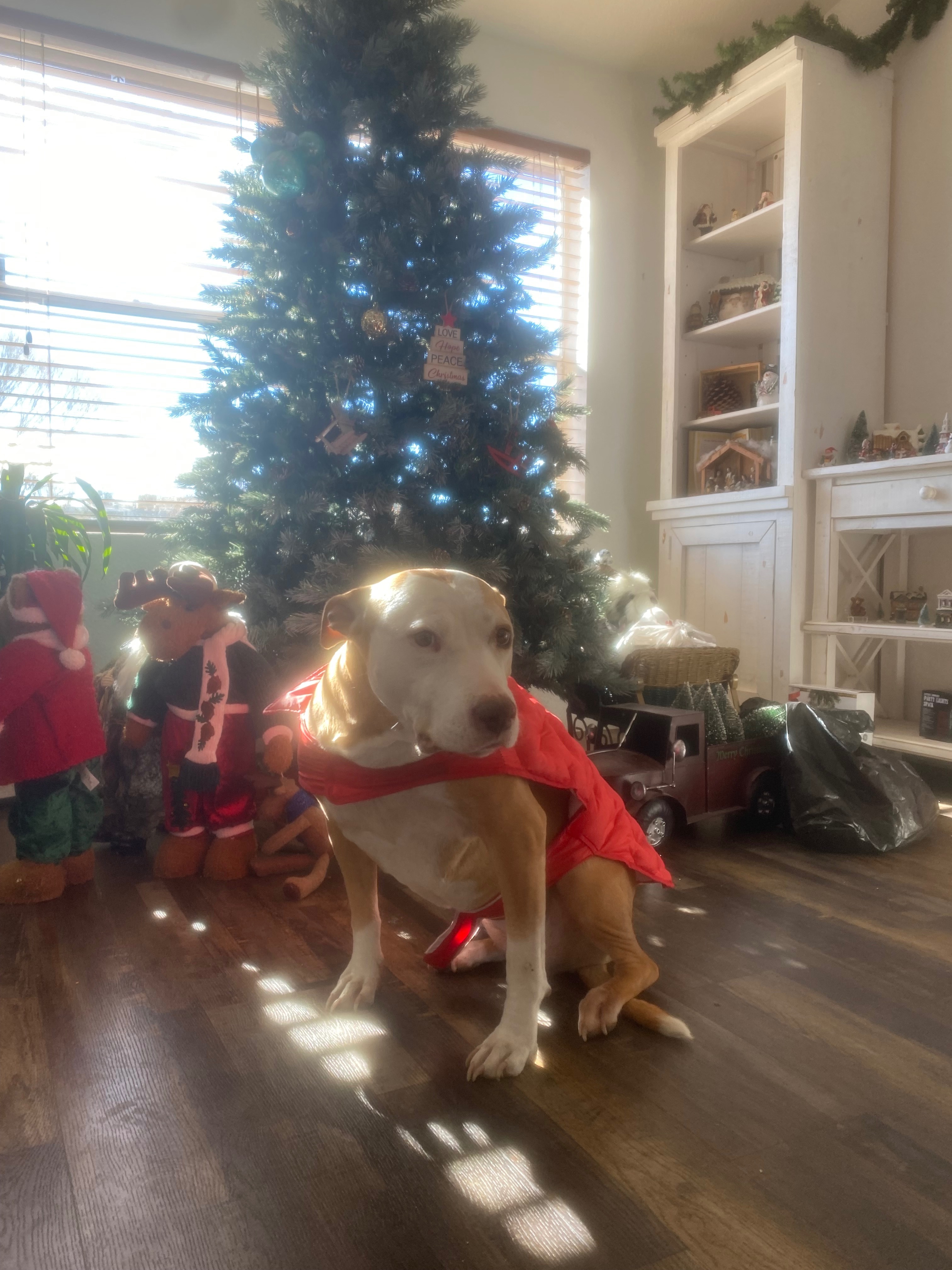Help Tilly Get Urgent Surgery campaign photo, 4 of 8