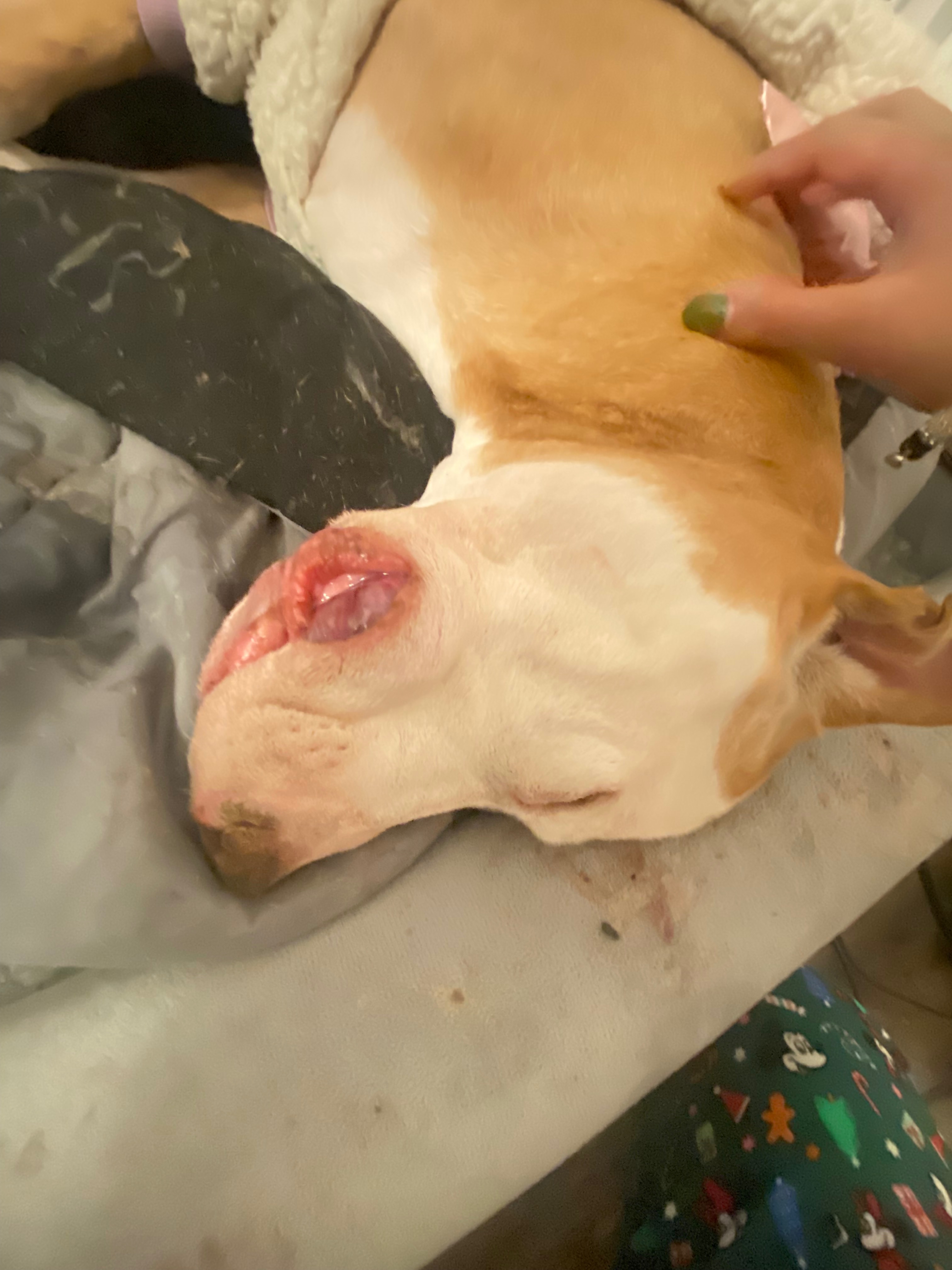 Help Tilly Get Urgent Surgery campaign photo, 2 of 8