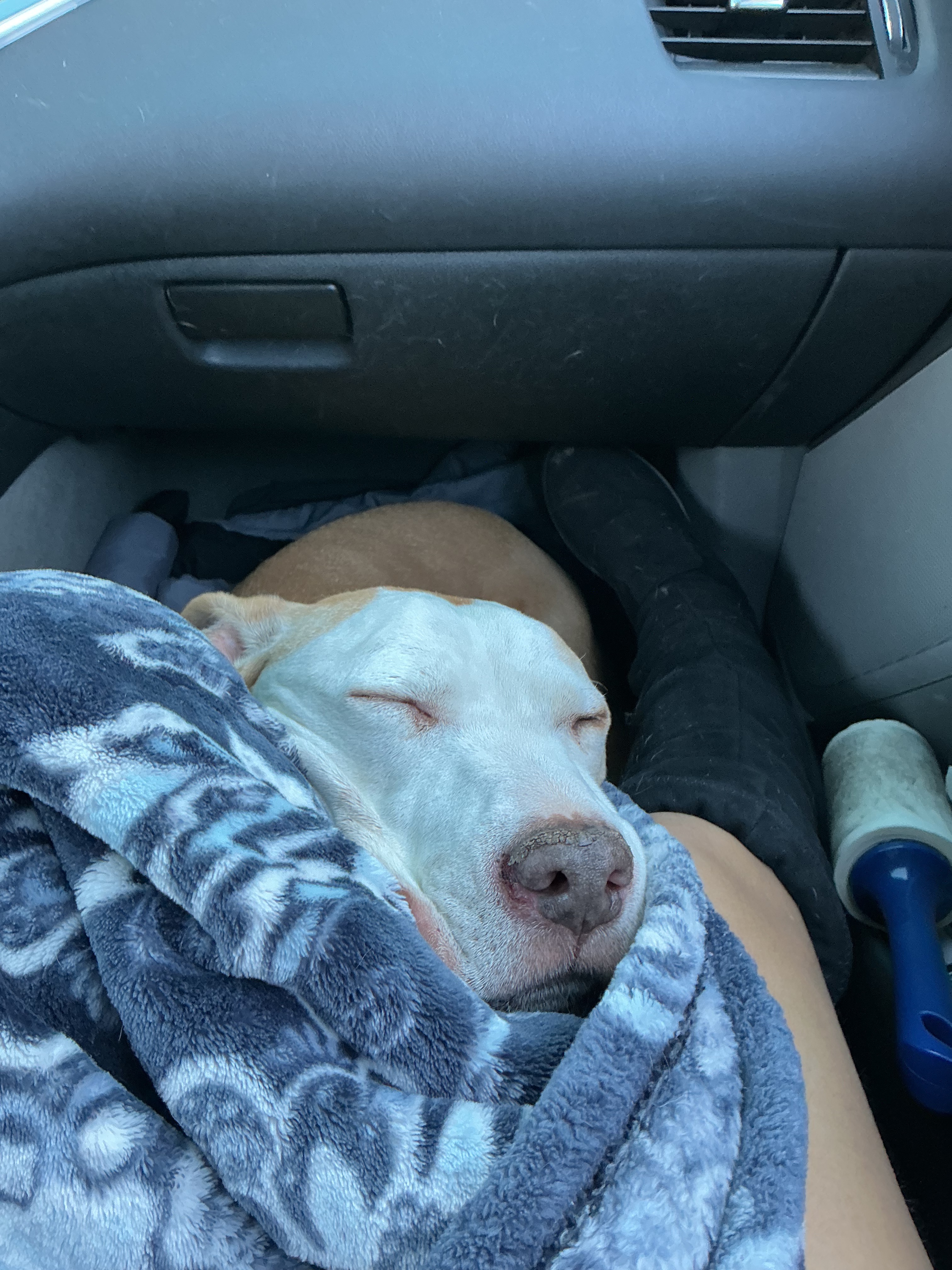 Help Tilly Get Urgent Surgery campaign photo, 5 of 8