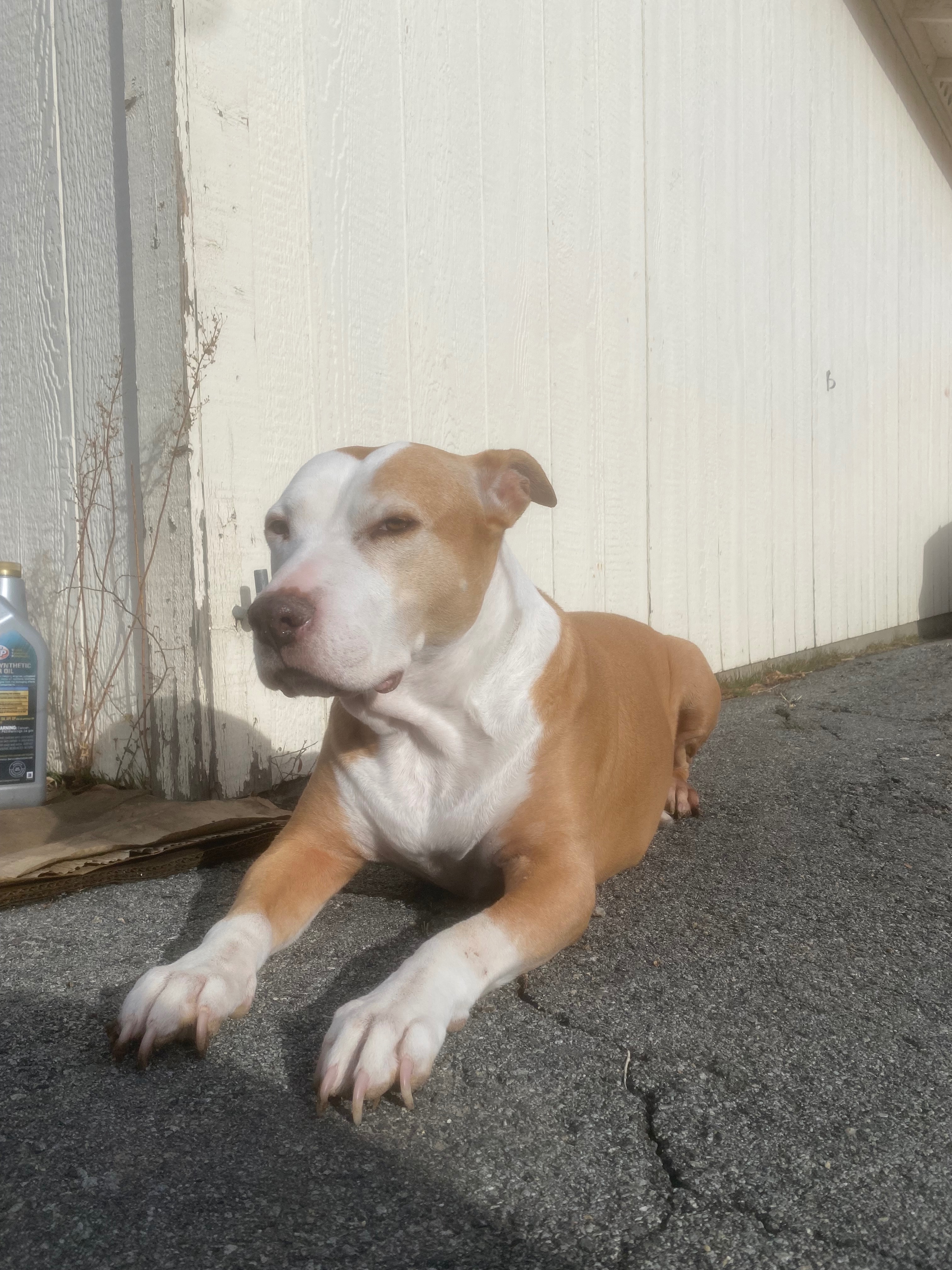 Help Tilly Get Urgent Surgery campaign photo, 6 of 8