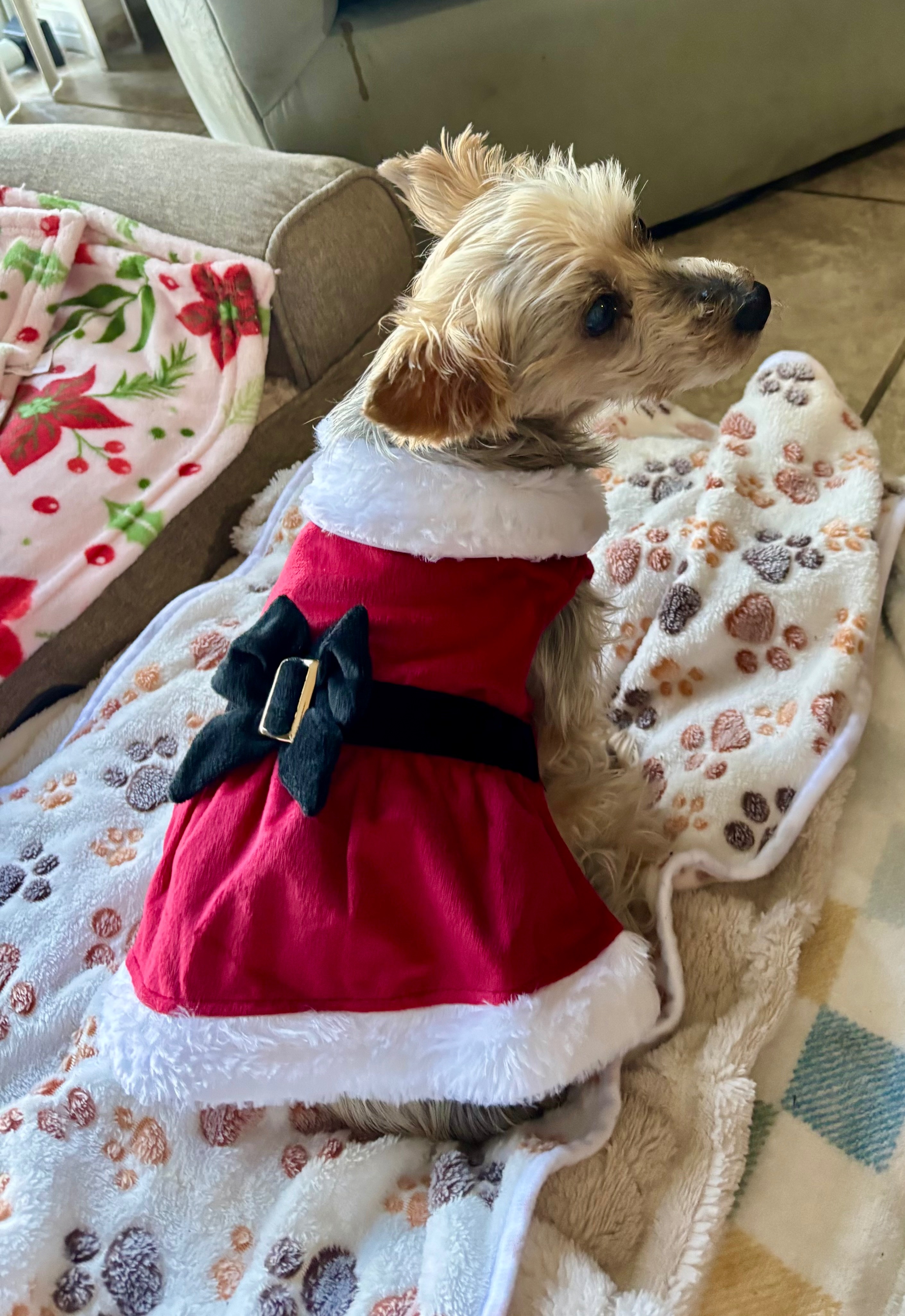 Help Chloe 15 year-old Yorkie with ongoing medical needs campaign photo, 6 of 7