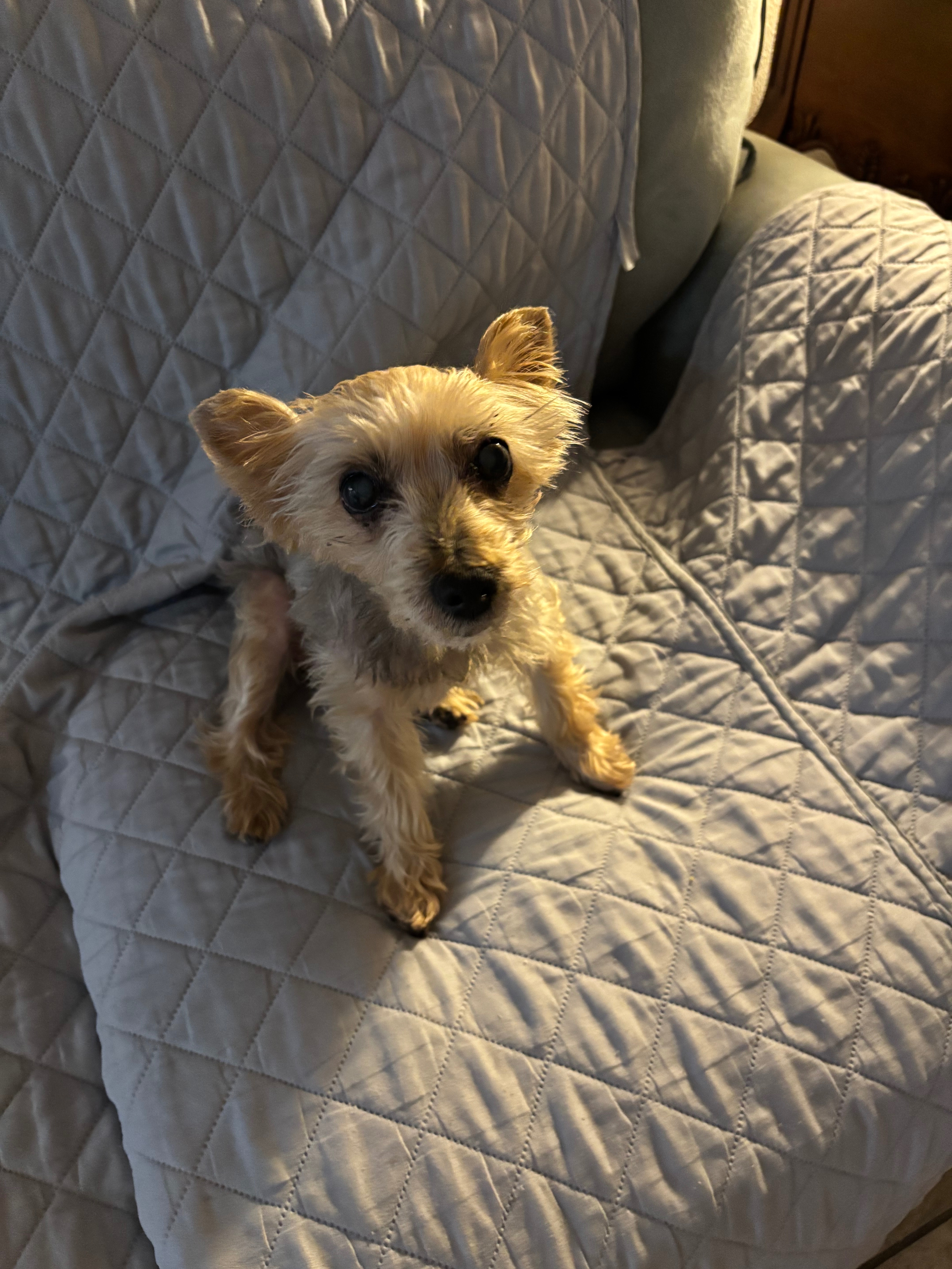 Help Chloe 15 year-old Yorkie with ongoing medical needs campaign photo, 2 of 7