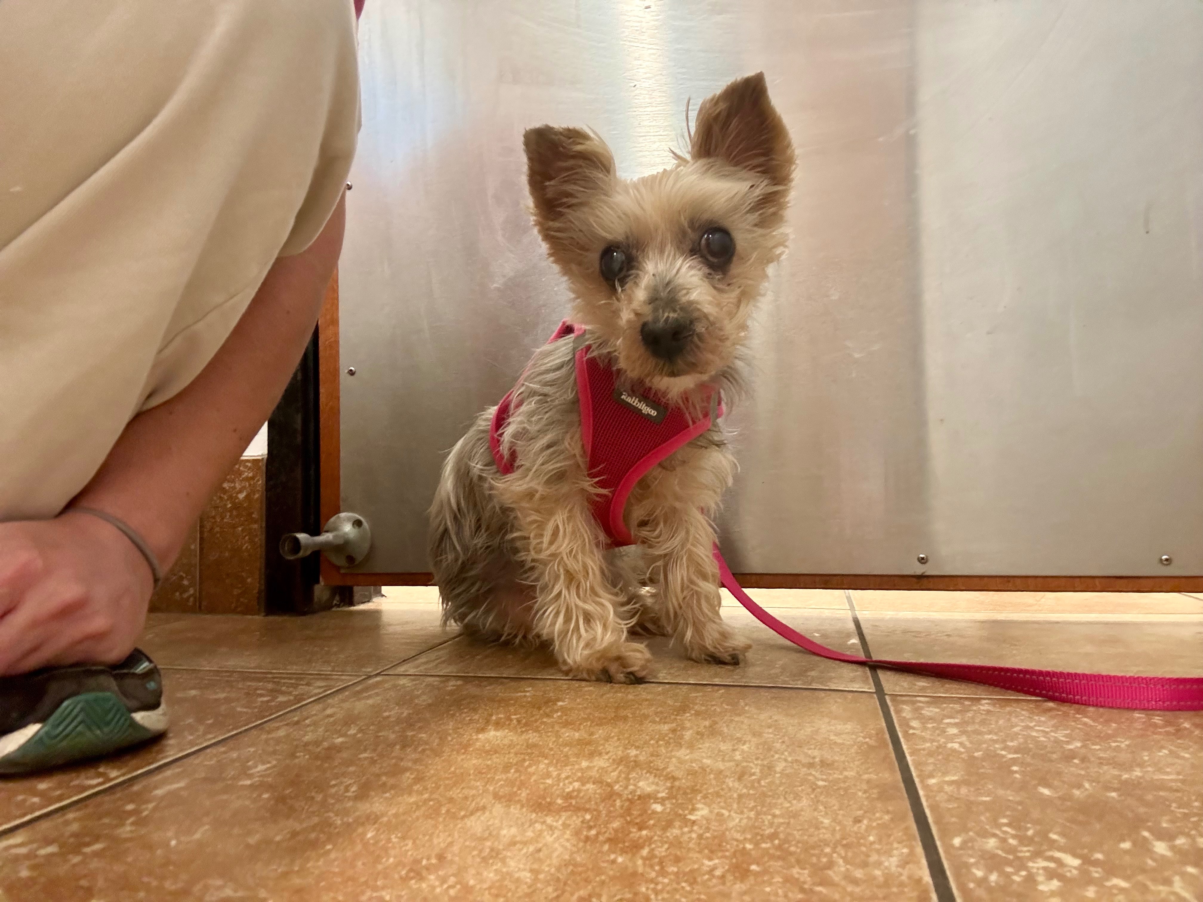 Help Chloe 15 year-old Yorkie with ongoing medical needs campaign photo, 4 of 7