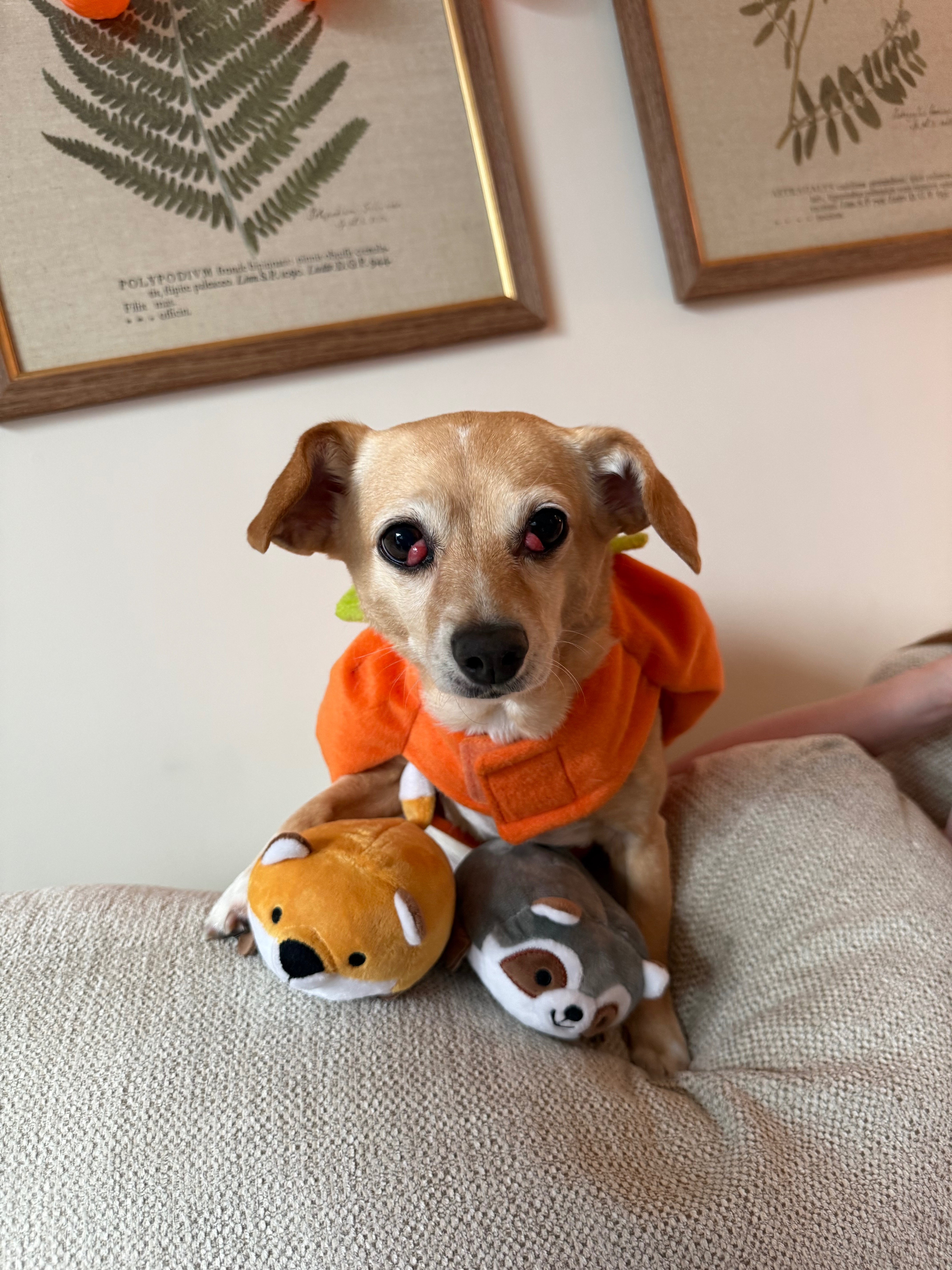 Support Chonk's Life-Saving Treatment campaign photo, 2 of 6