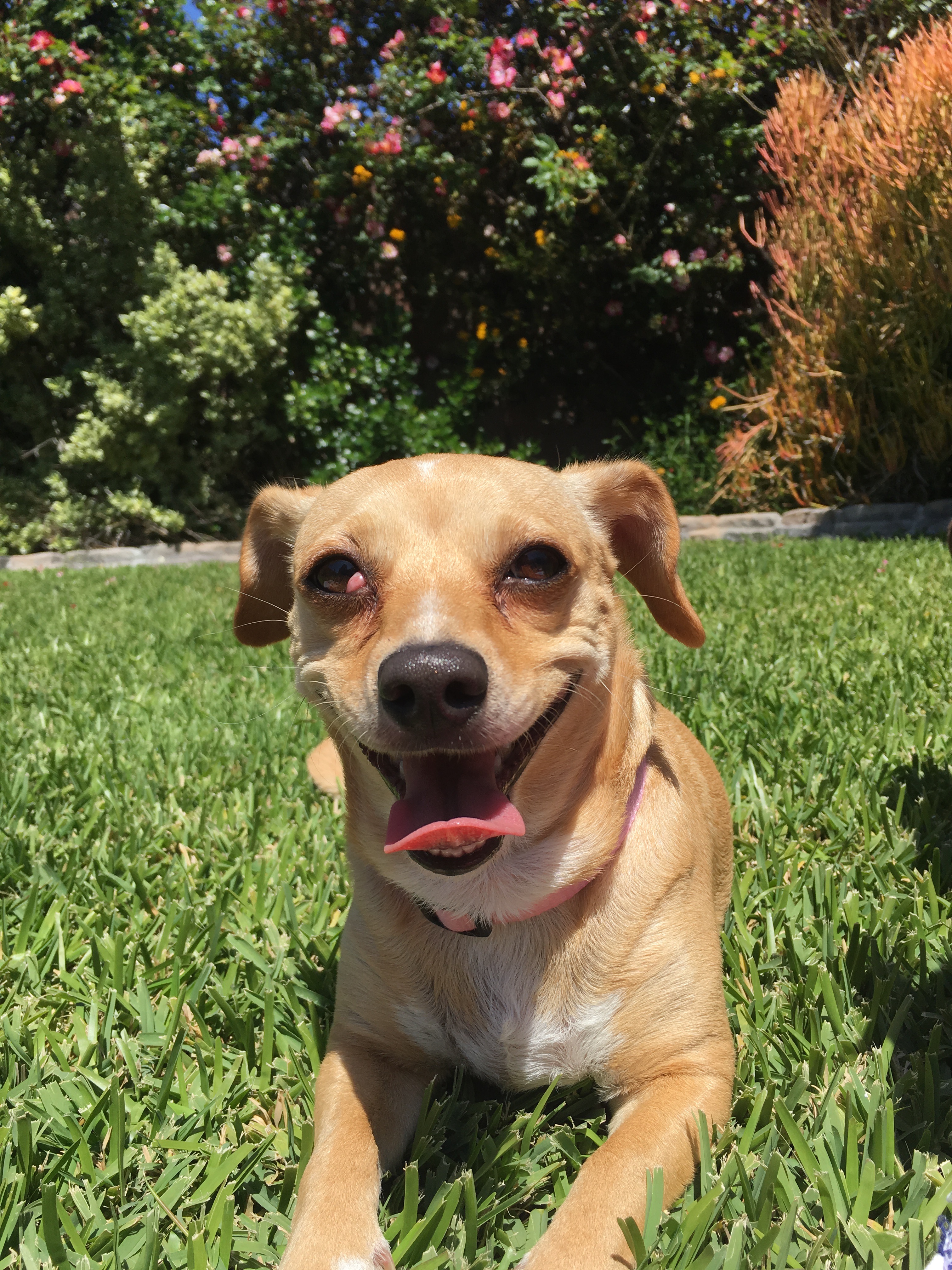 Support Chonk's Life-Saving Treatment campaign photo, 4 of 6