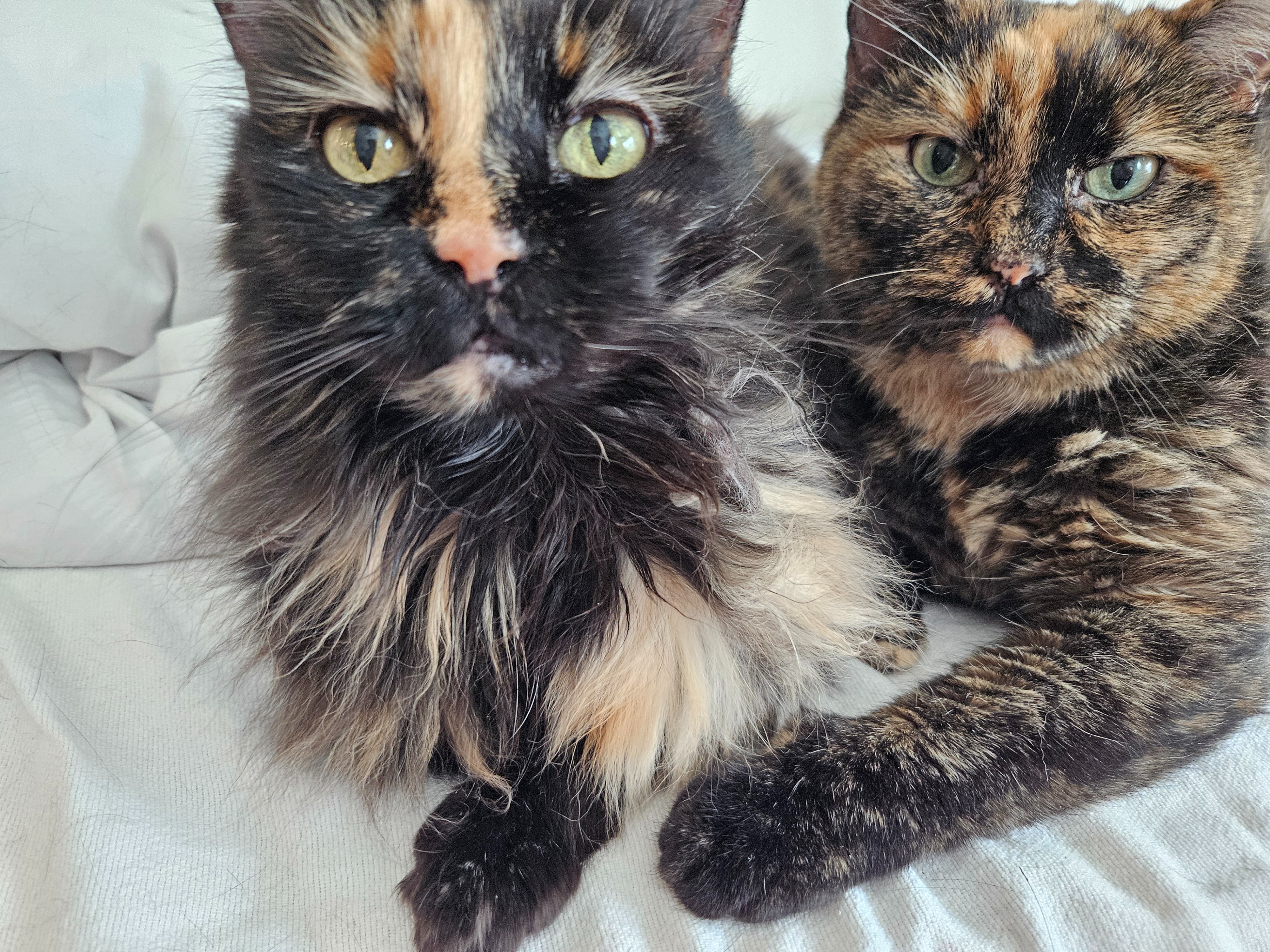 Please Donate to Coco's Medical Needs campaign photo, 2 of 4