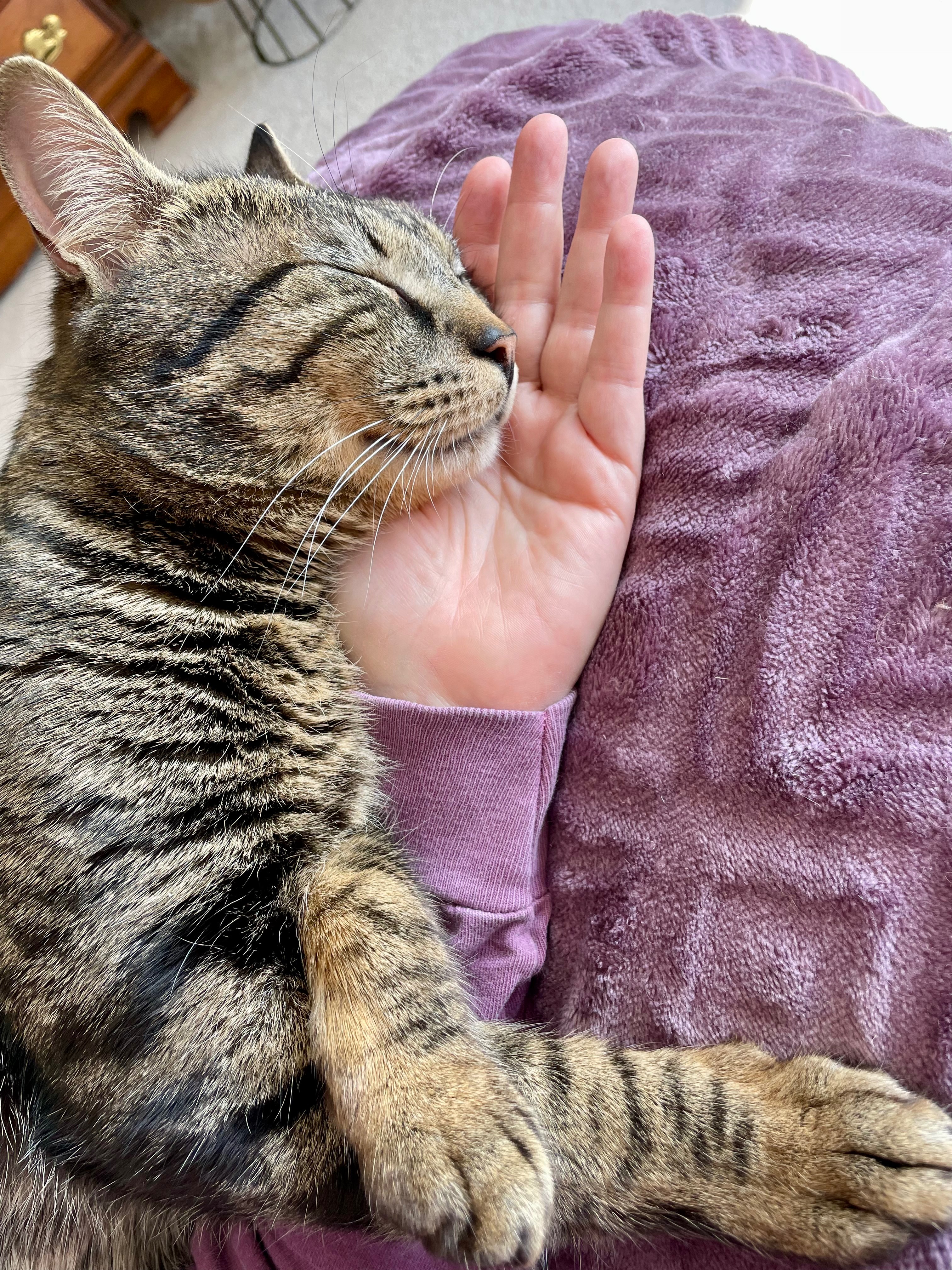Help Tiny Tim Get the Surgery He Needs campaign photo, 7 of 7