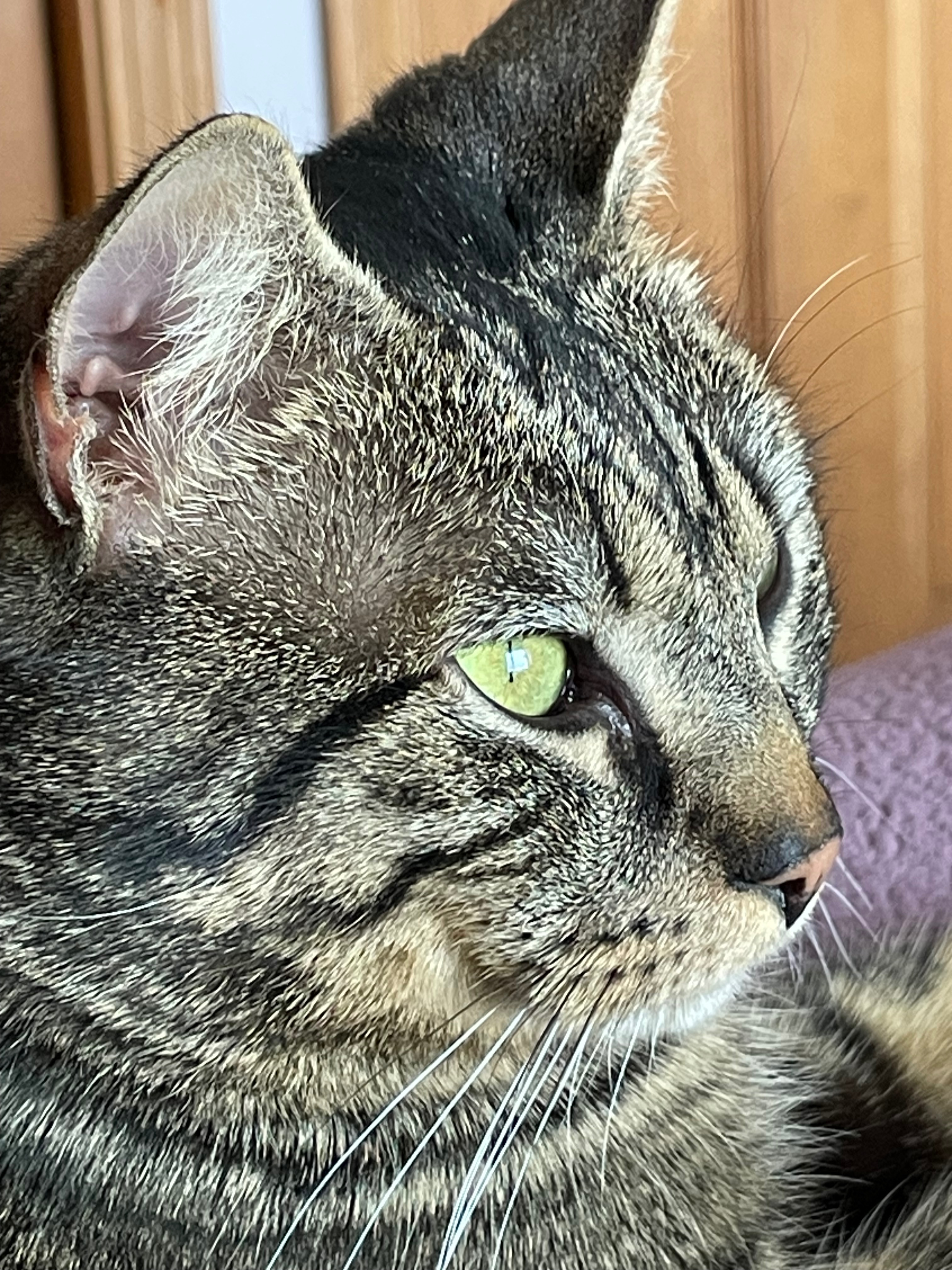 Help Tiny Tim Get the Surgery He Needs campaign photo, 2 of 7