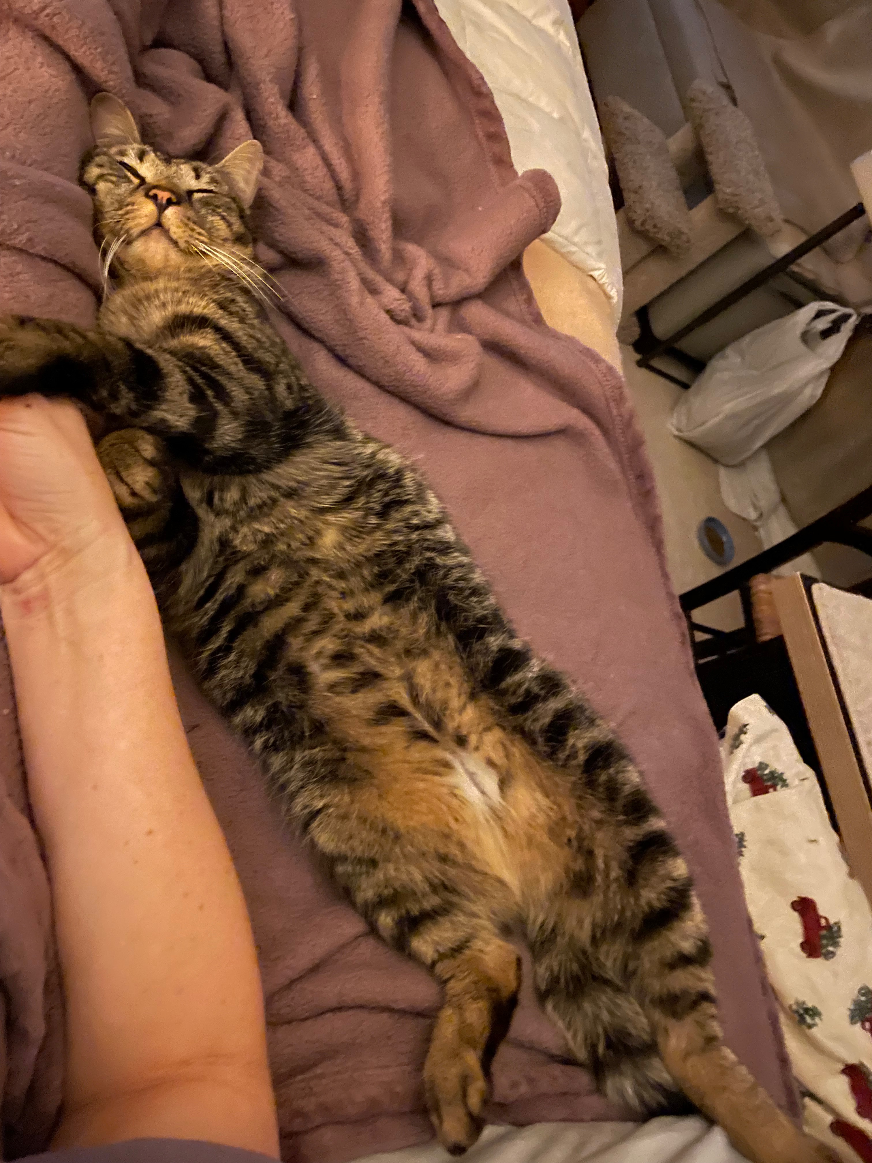 Help Tiny Tim Get the Surgery He Needs campaign photo, 6 of 7