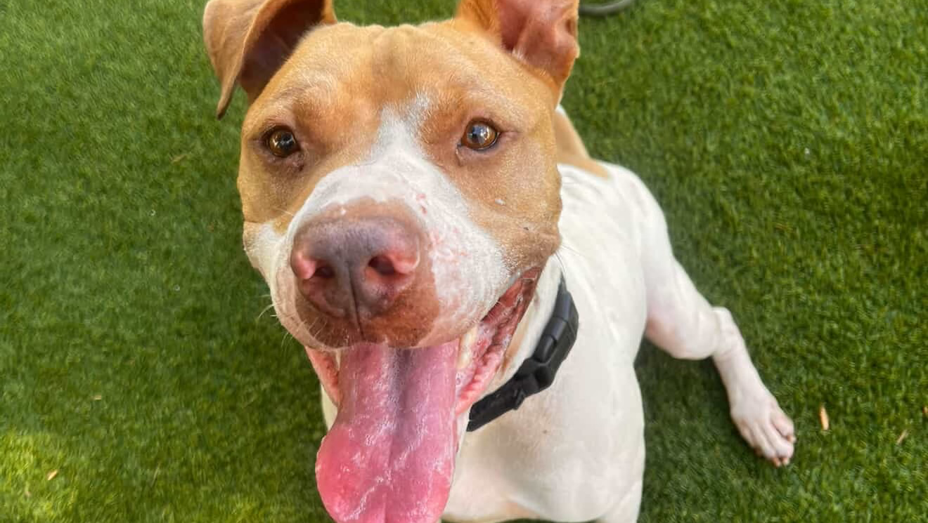 Please Don't Let Tyson Die