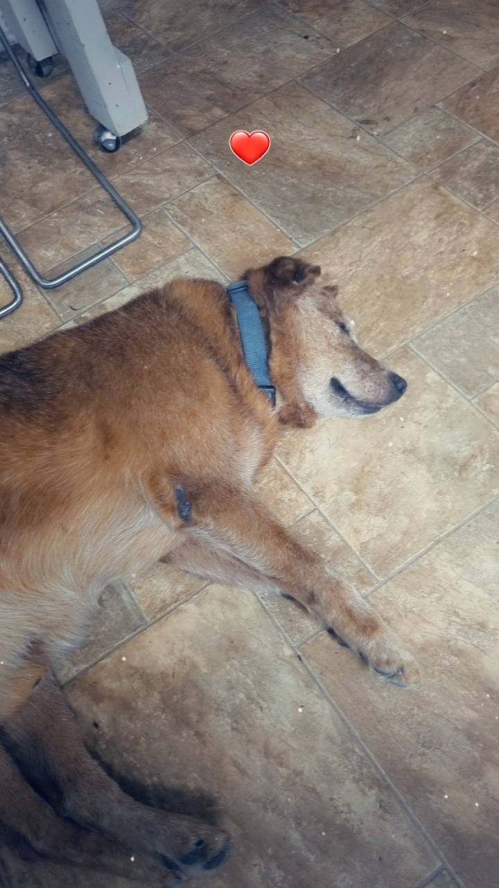 Put Our Beloved Boy Toby to Rest campaign photo, 7 of 8