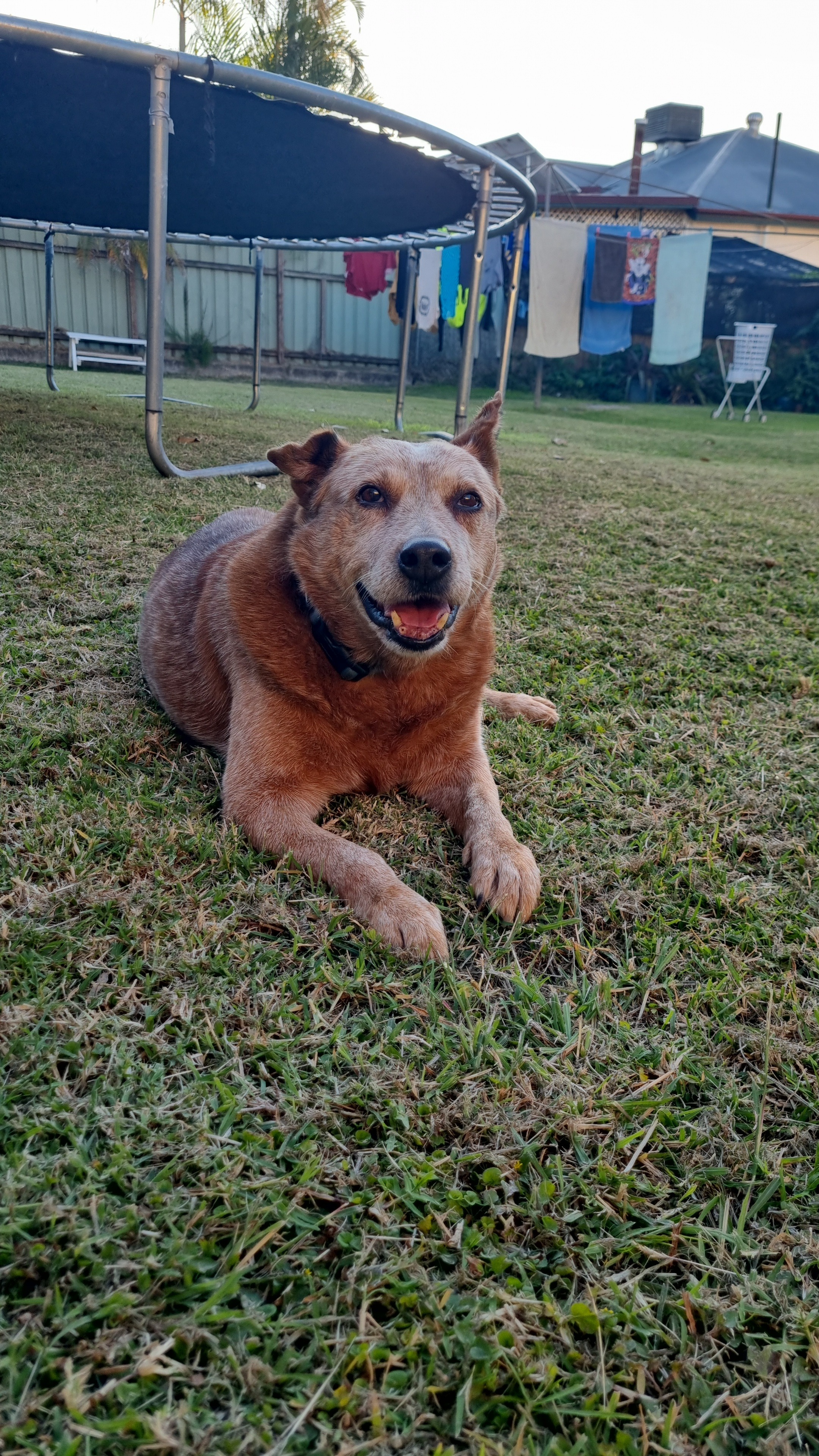 Put Our Beloved Boy Toby to Rest campaign photo, 6 of 8